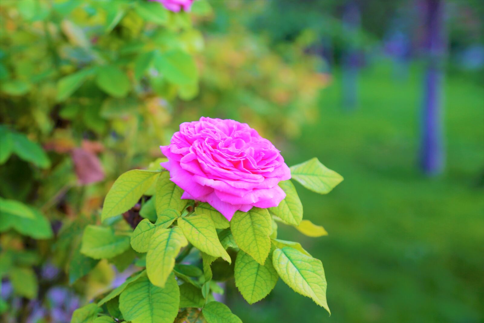 Canon EOS 5D Mark III sample photo. Rose, nature, flower photography