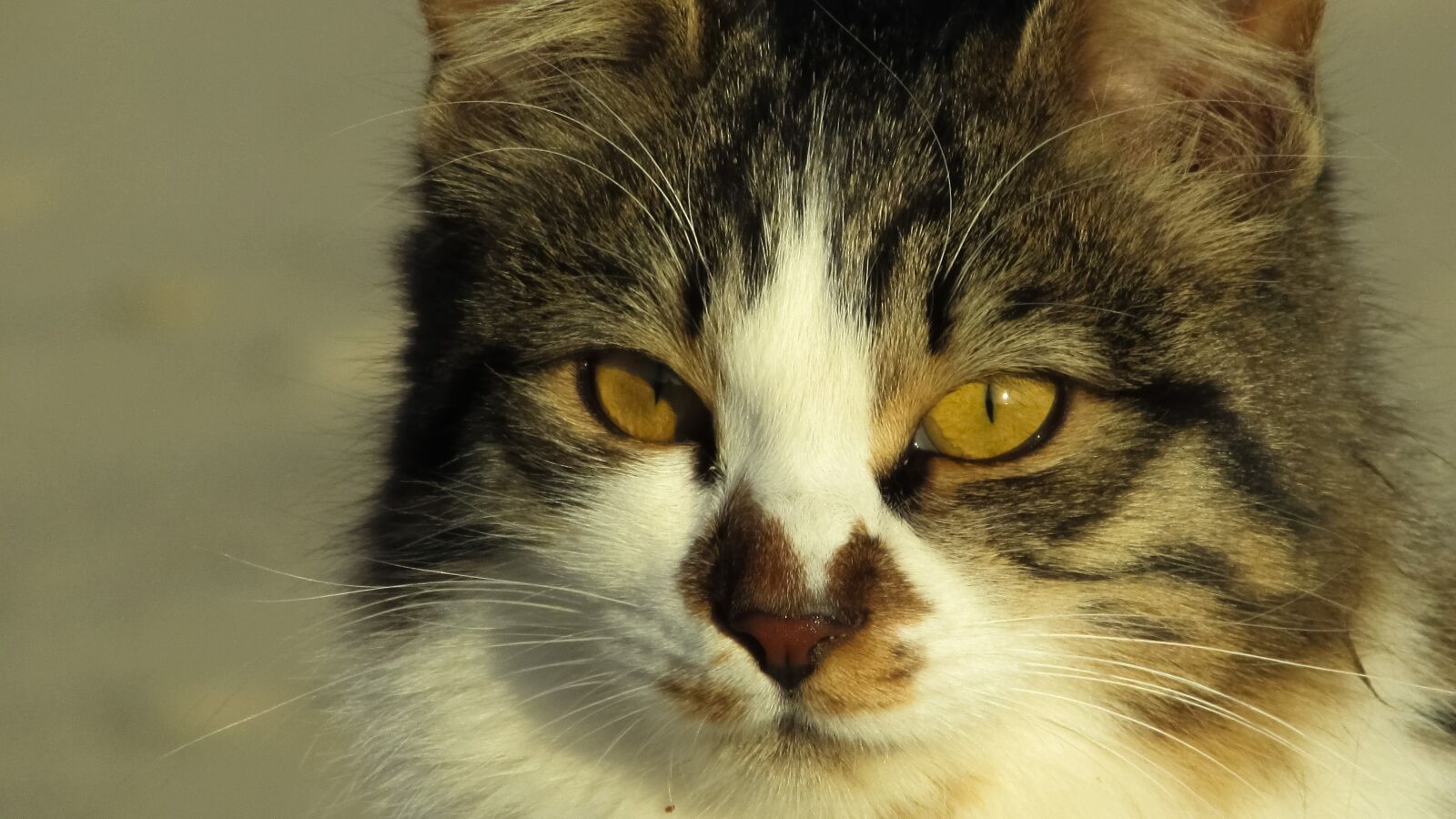 Canon PowerShot SX400 IS sample photo. Cat, stray, animal photography