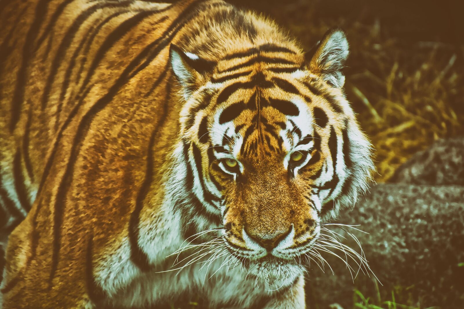 Nikon D7200 sample photo. Tiger, predator, fur photography