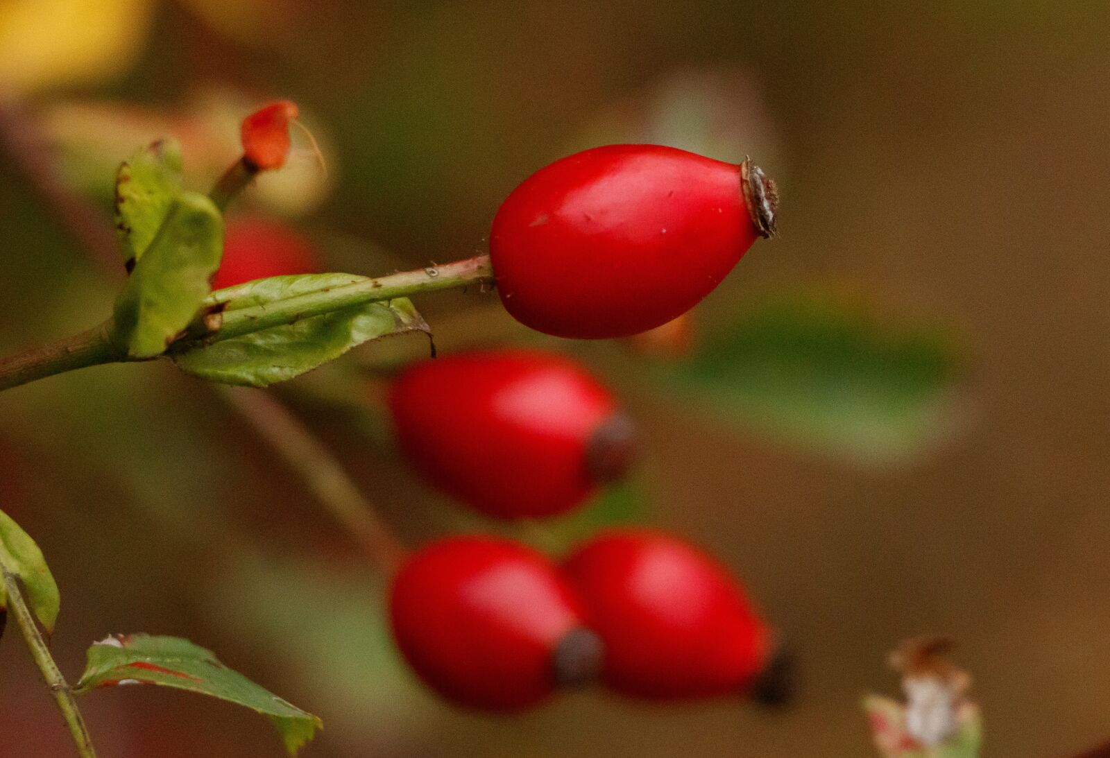Canon EOS 80D sample photo. "Rose hip, branch, red" photography