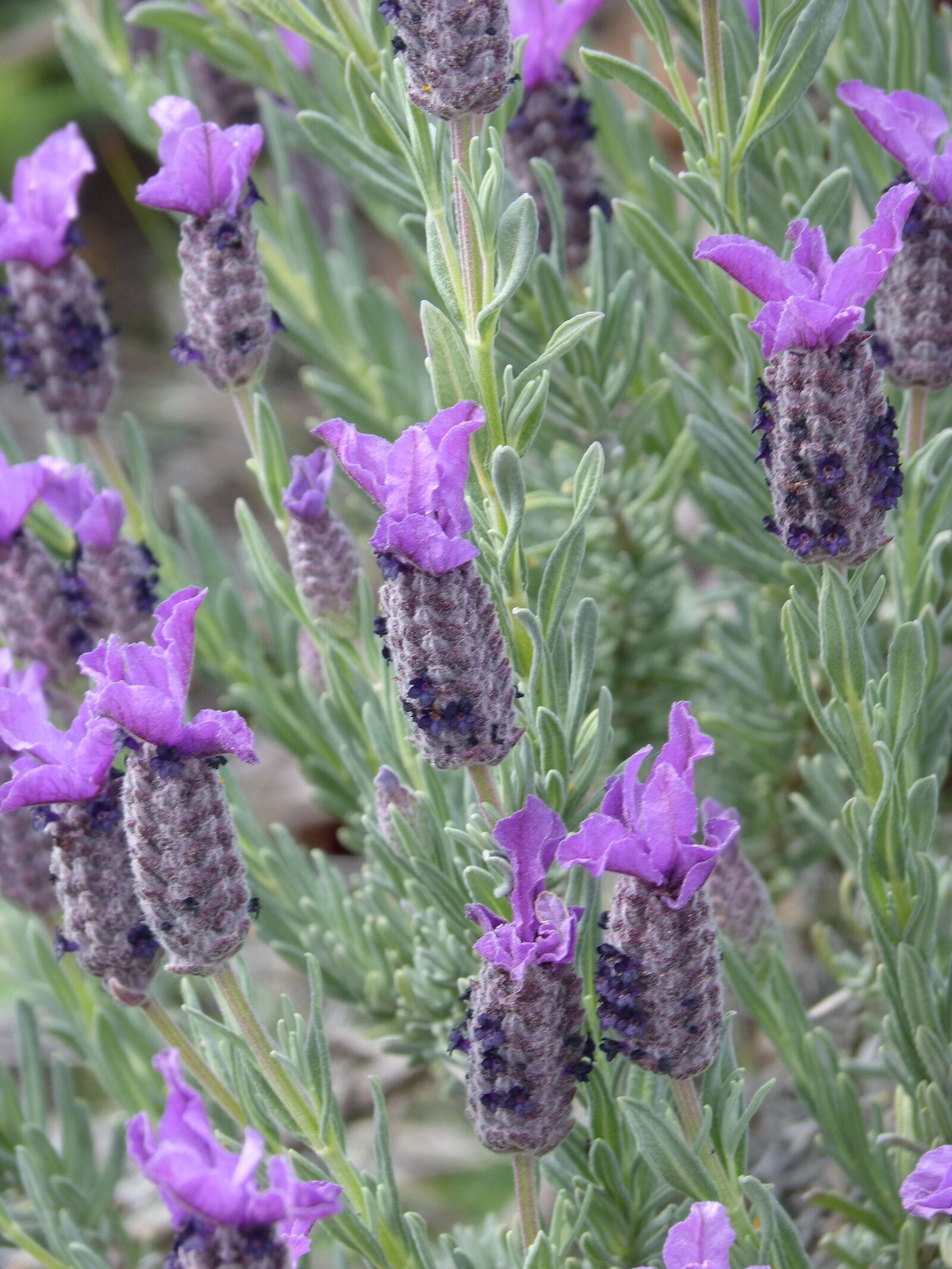 Panasonic DMC-FZ62 sample photo. Lavender, lavandula officinalis, aromatic photography