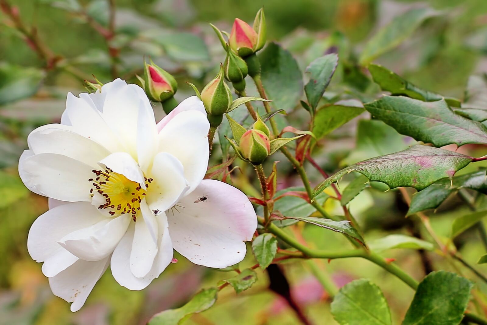 Canon EOS 600D (Rebel EOS T3i / EOS Kiss X5) sample photo. Bush rose, wild rose photography