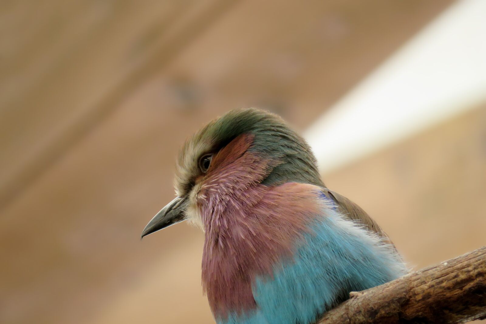 Canon PowerShot SX60 HS sample photo. Bird, animal world, zoo photography