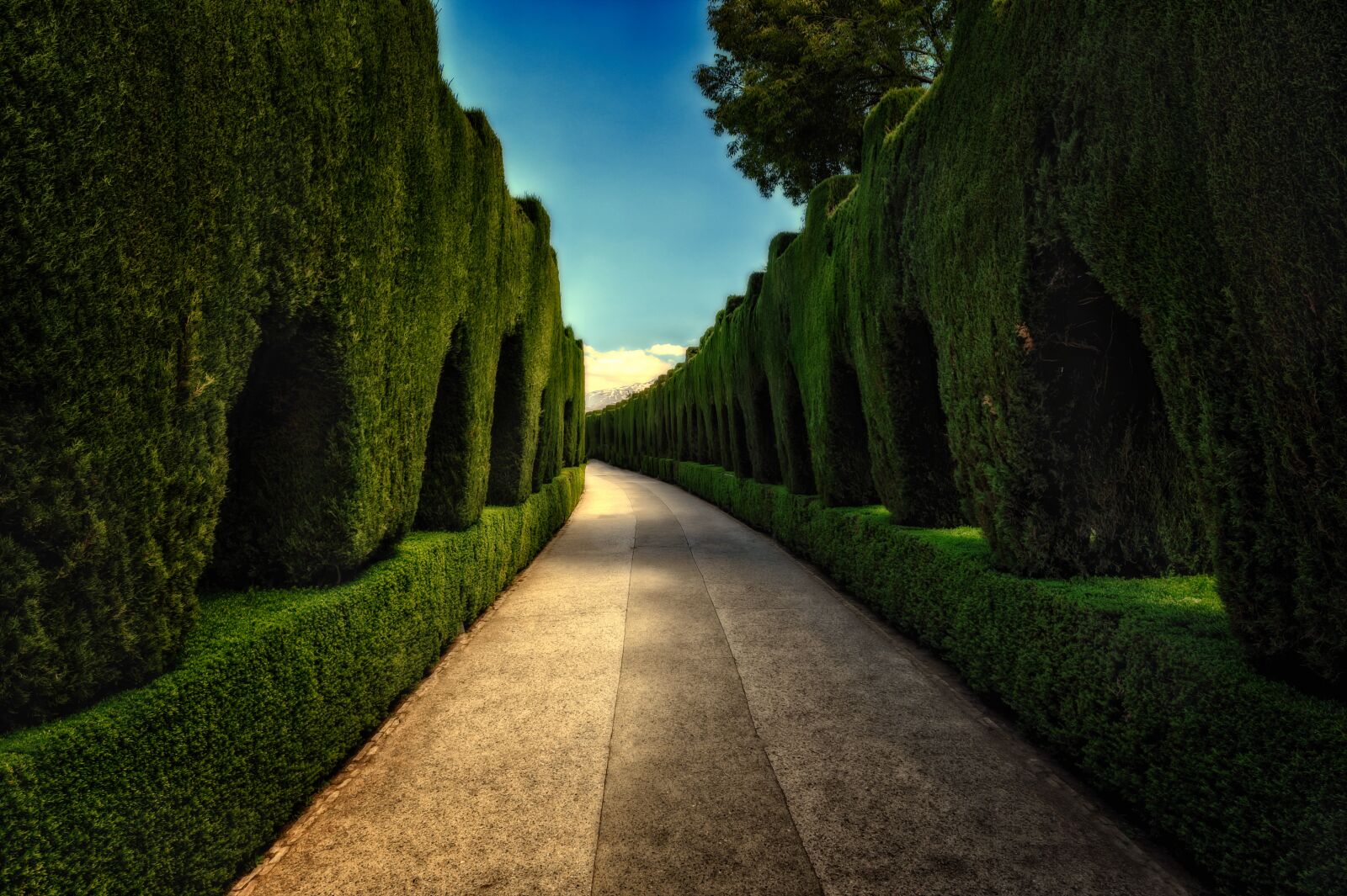 Nikon Z6 sample photo. Park, mystical, hedge photography