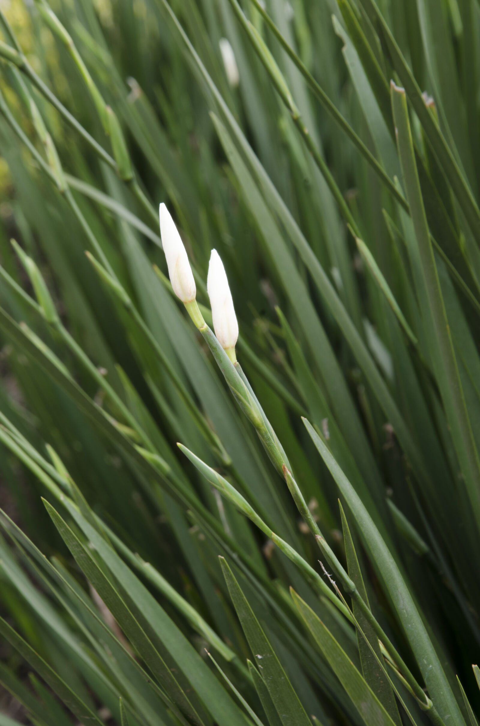 Nikon D7000 sample photo. Blossoming, flower, field, nature photography