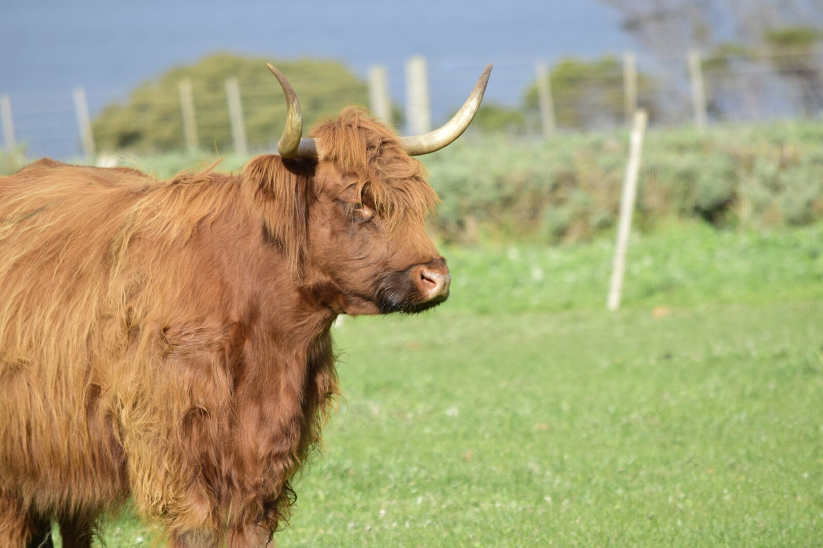 Nikon D5300 sample photo. Brown, cow, cow, cow photography