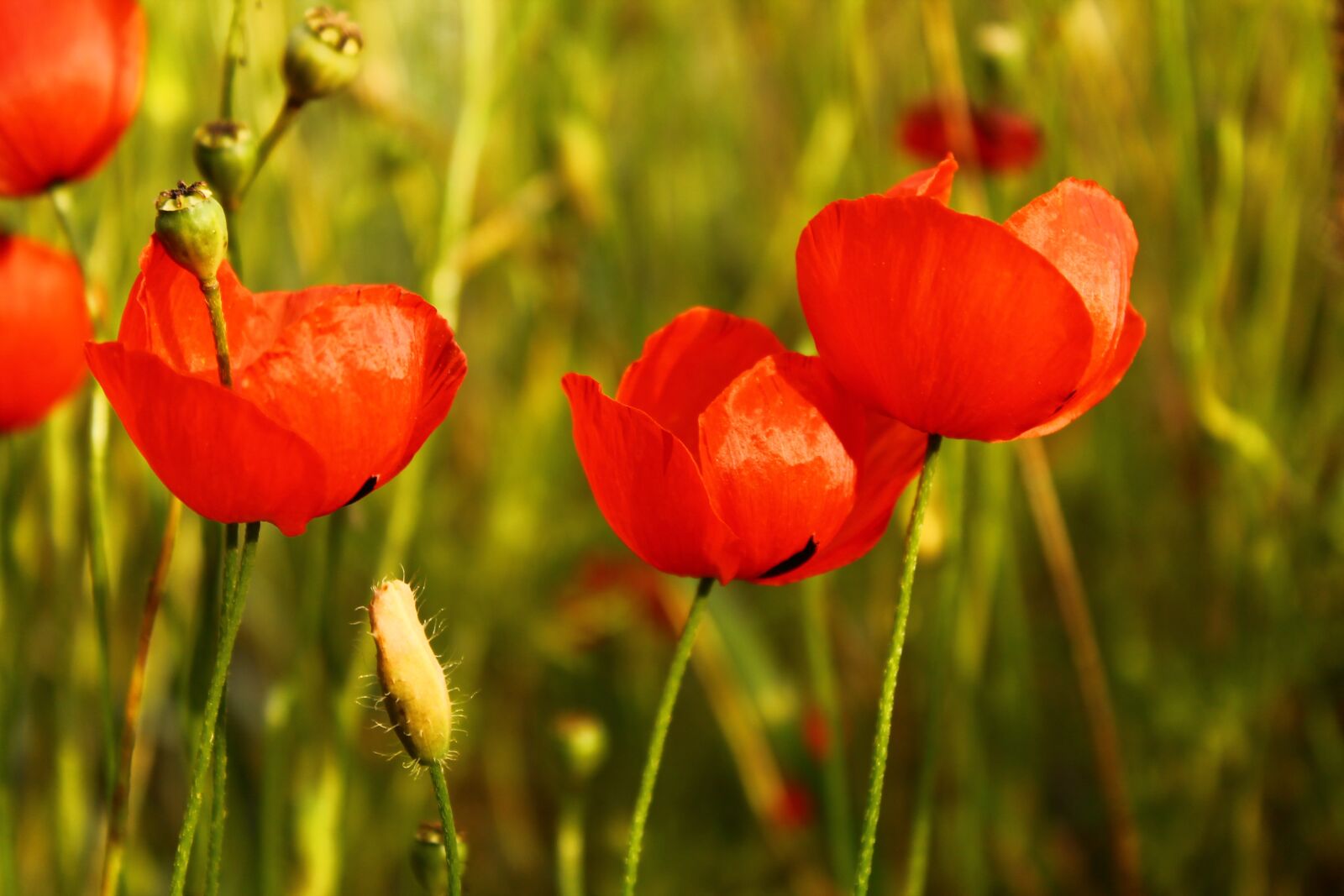 Canon EOS 1100D (EOS Rebel T3 / EOS Kiss X50) sample photo. Papaver rhoeas, flower, red photography