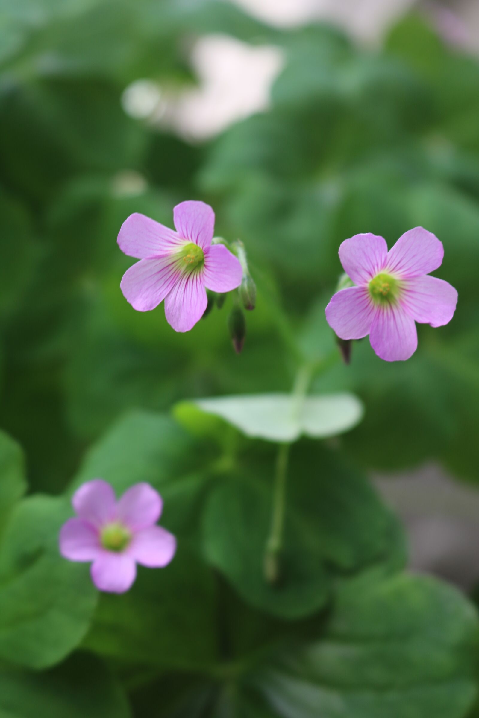 Canon EOS 750D (EOS Rebel T6i / EOS Kiss X8i) sample photo. Small flowers, spring, purple photography
