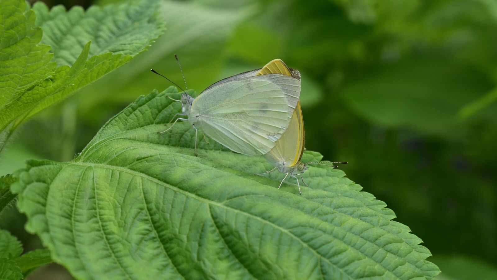 Nikon D750 sample photo. Butterfly, mating, insects photography