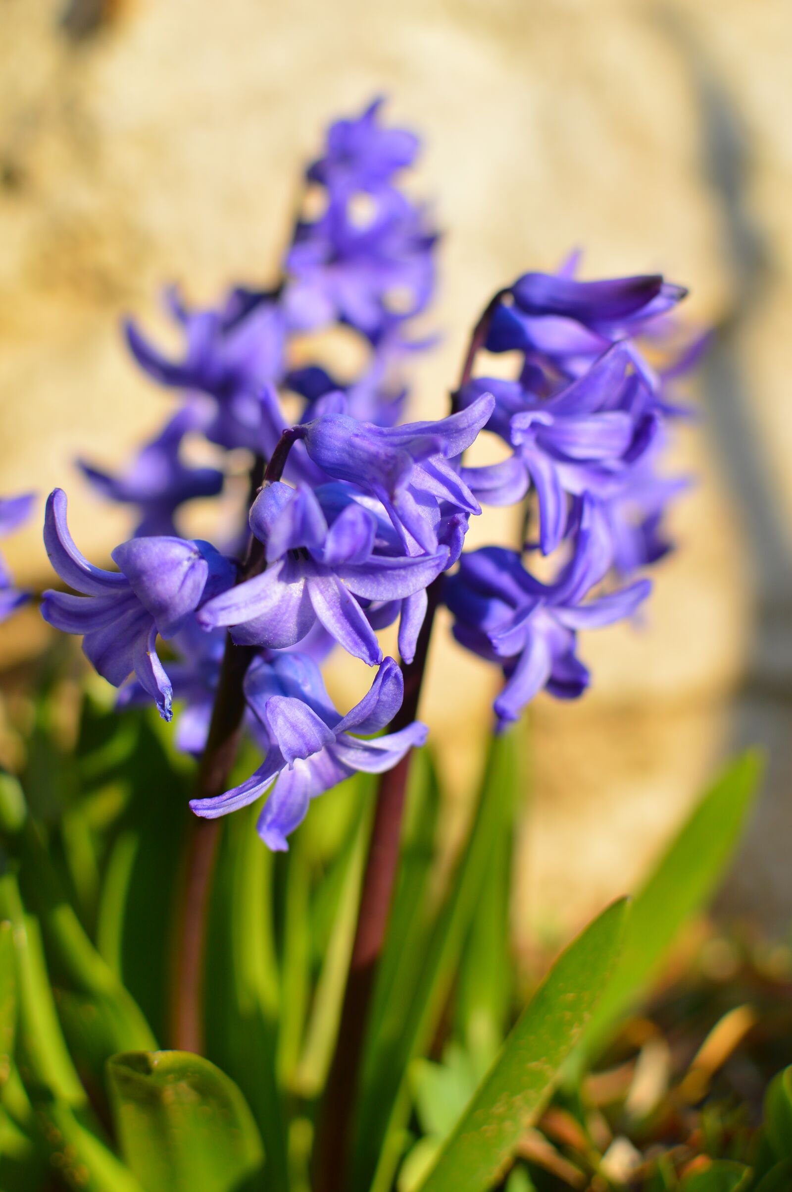 Nikon D3200 sample photo. The bell, purple flower photography