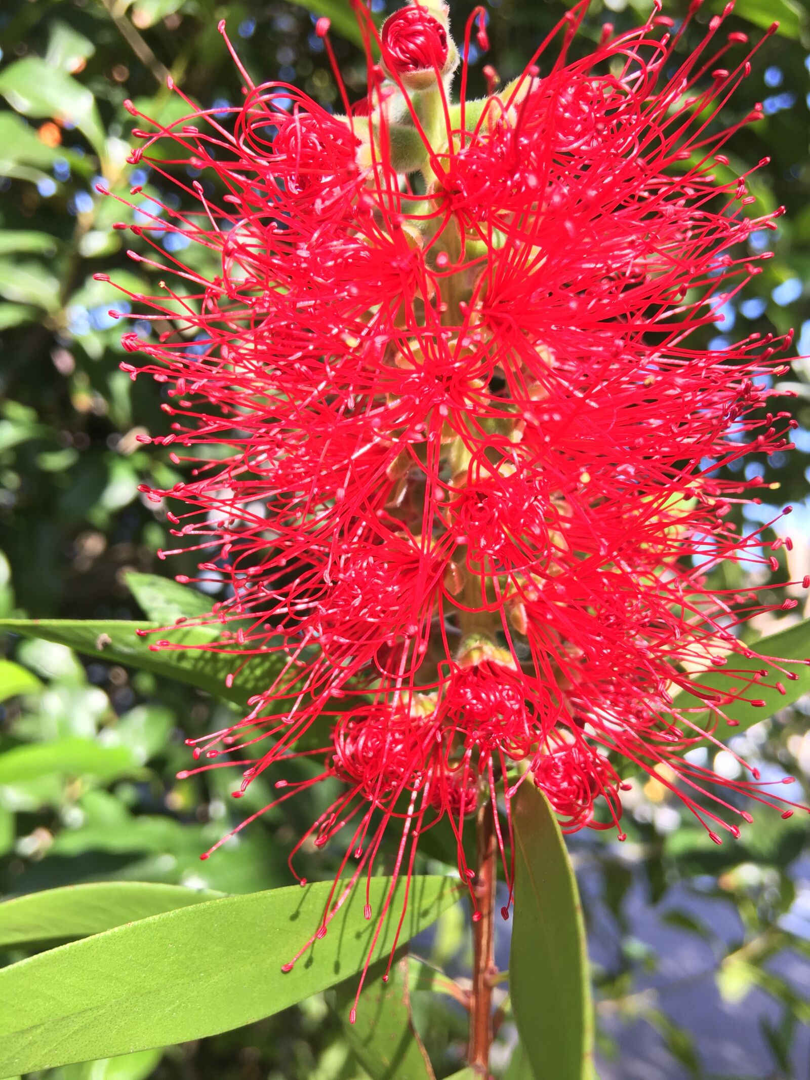 iPhone 6s Plus back camera 4.15mm f/2.2 sample photo. Plants, leaves, close-up photography