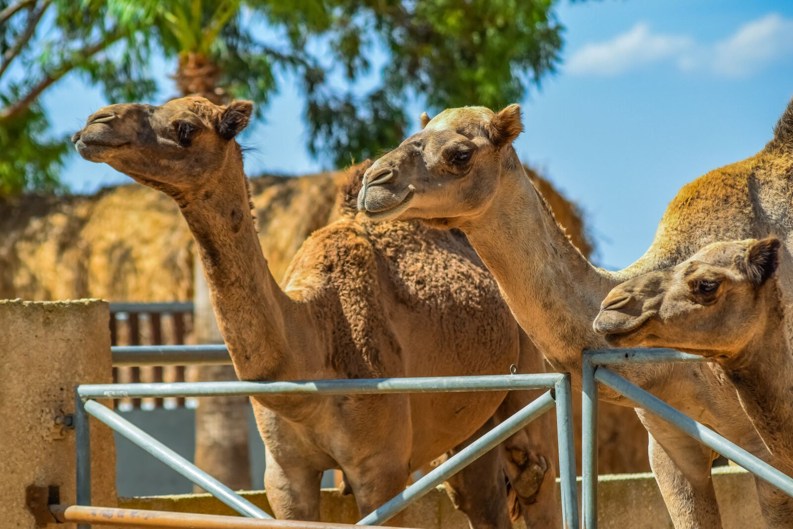 Nikon D3300 sample photo. Camels, head, neck photography