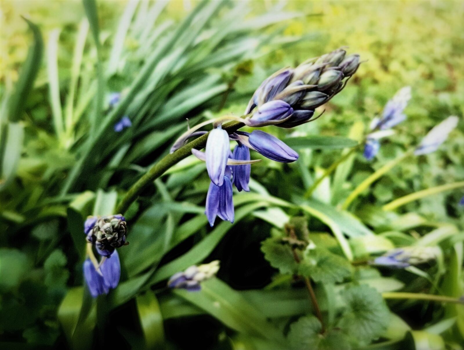 Samsung Galaxy S7 sample photo. Wild hyacinth, spring, flower photography