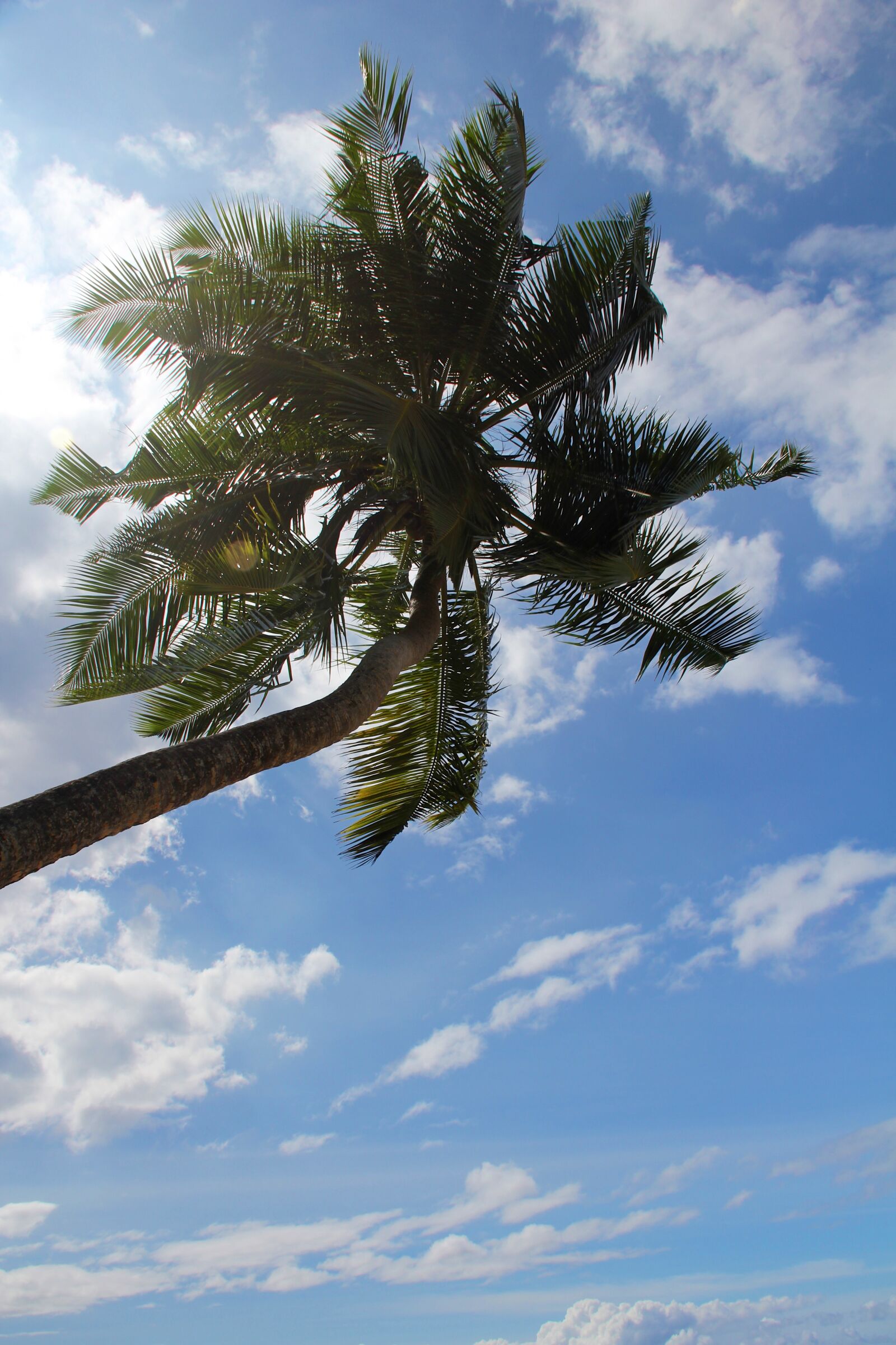 Canon EF-S 18-135mm F3.5-5.6 IS sample photo. Palm, summer, vacations photography