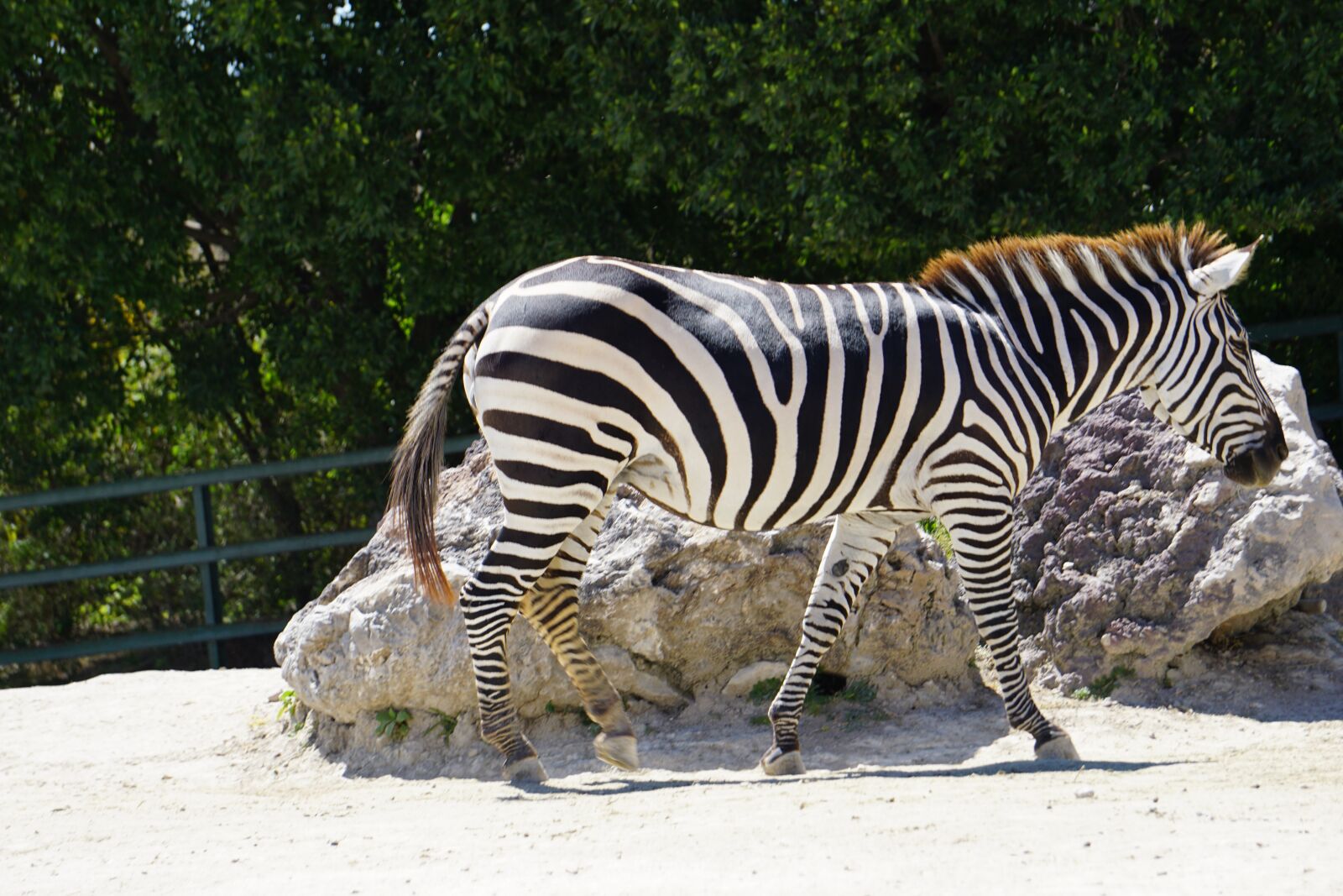 Sony a5100 sample photo. Zebra, animals, africa photography