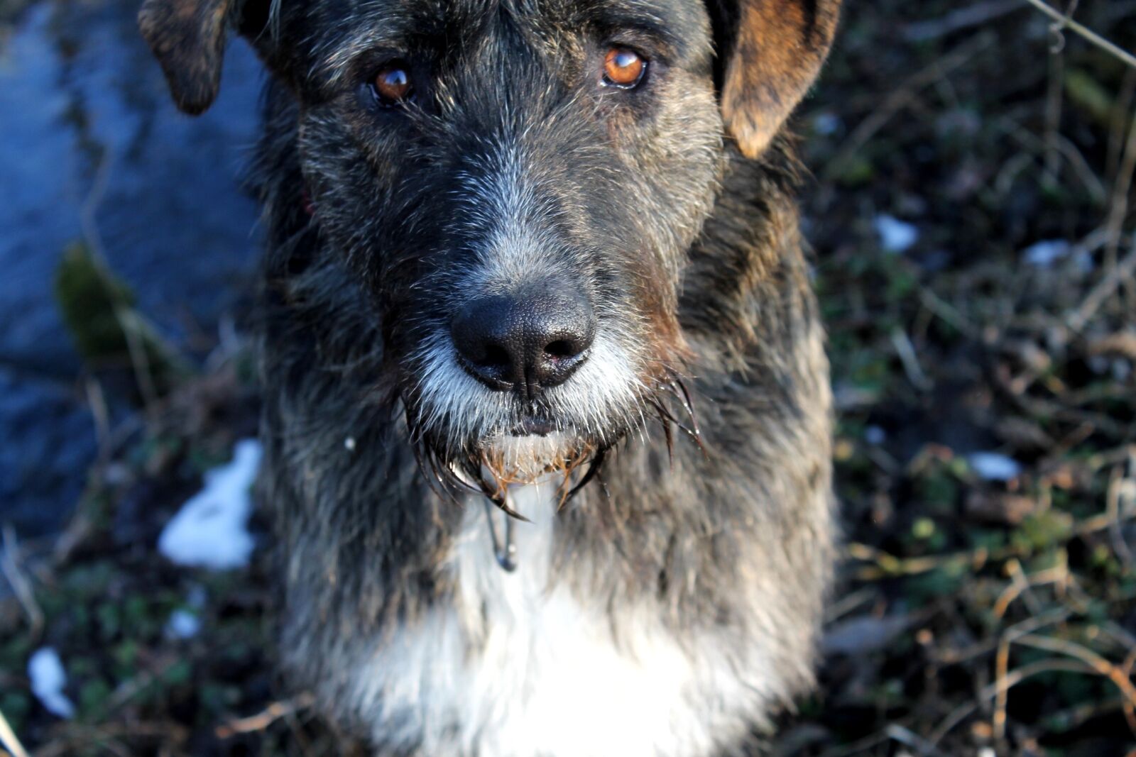 Canon EOS 1100D (EOS Rebel T3 / EOS Kiss X50) sample photo. Dog, good, cold photography