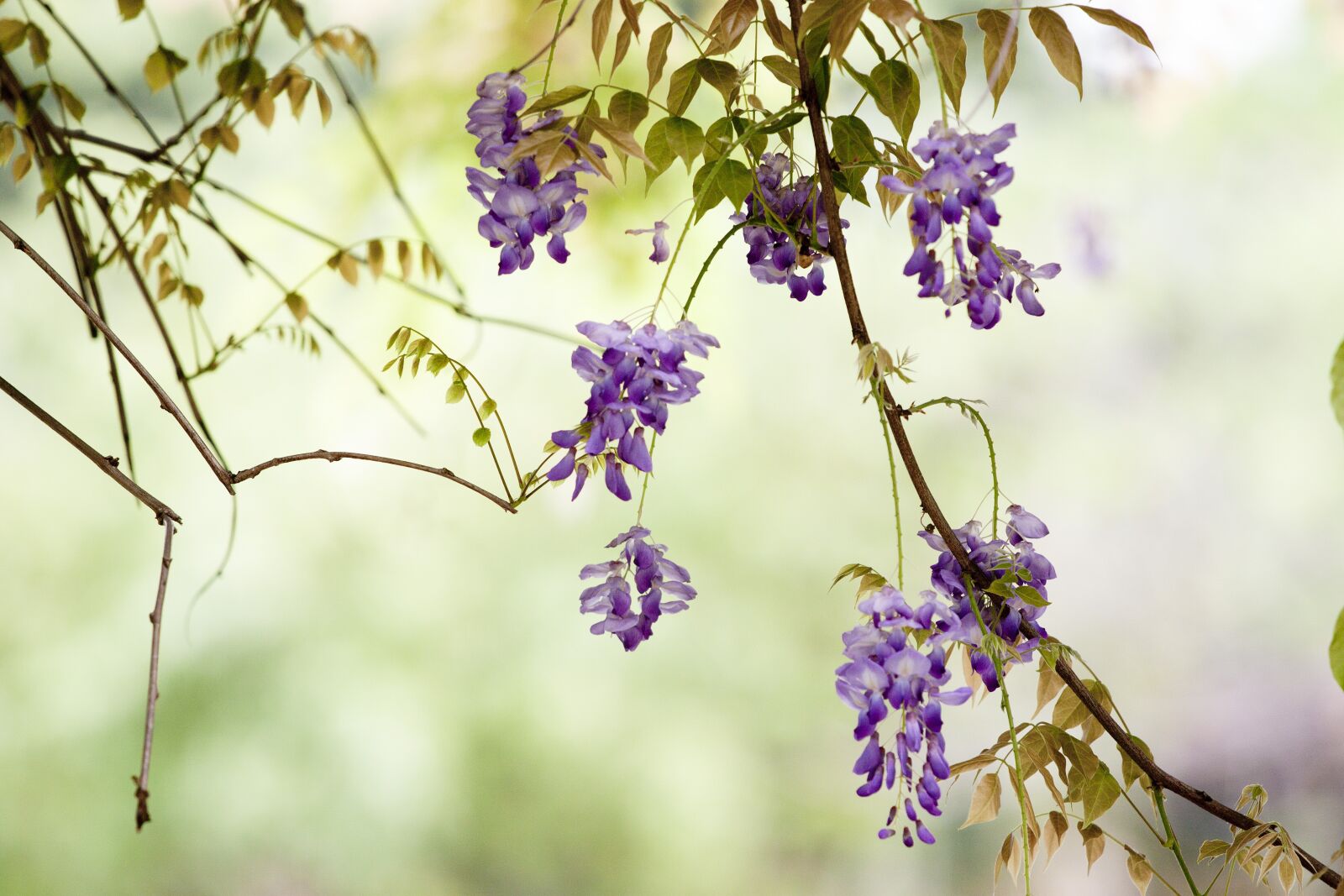 Canon EOS 500D (EOS Rebel T1i / EOS Kiss X3) sample photo. Flower, wisteria, spring photography