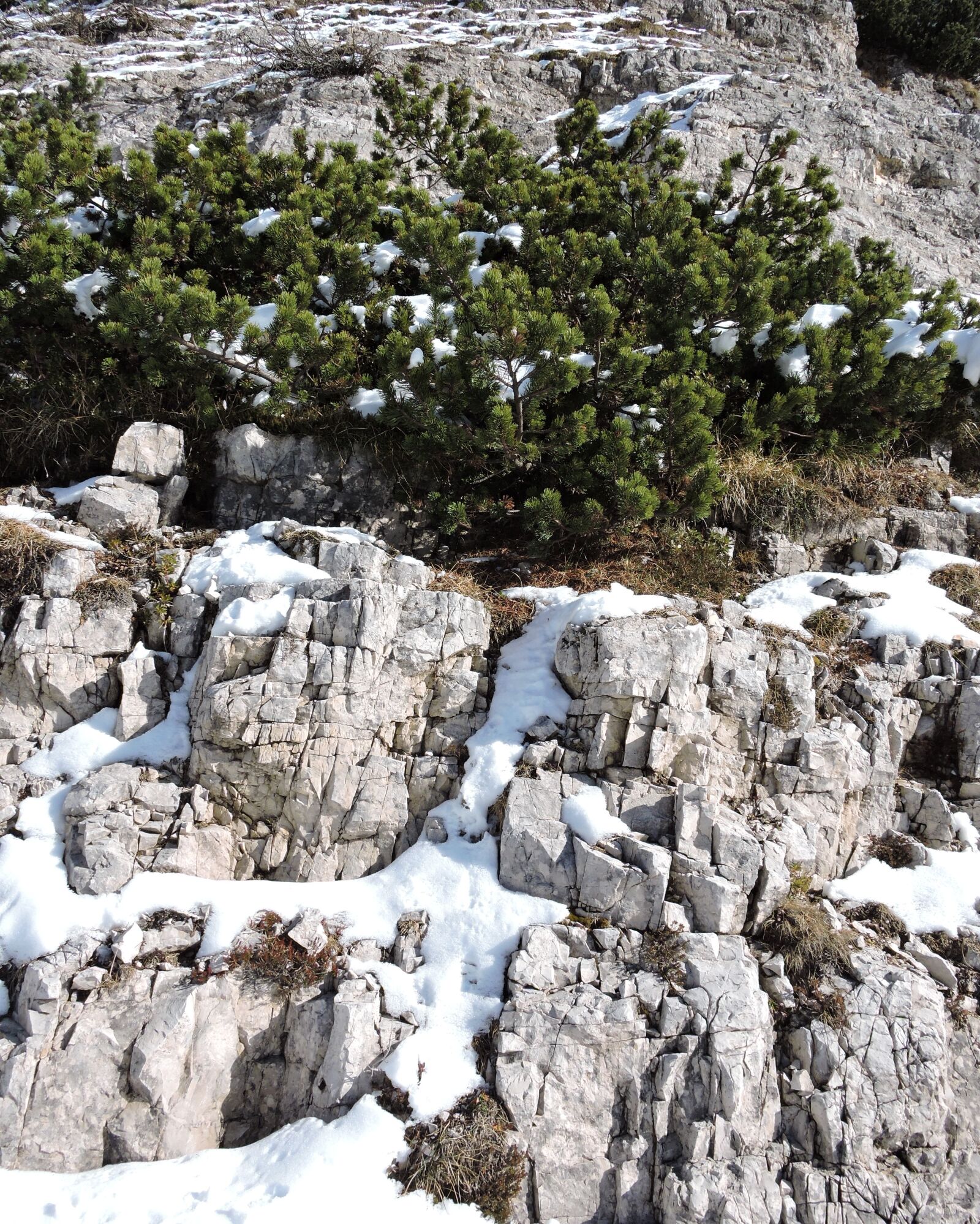 Nikon Coolpix P600 sample photo. Rock, shrub, snow photography