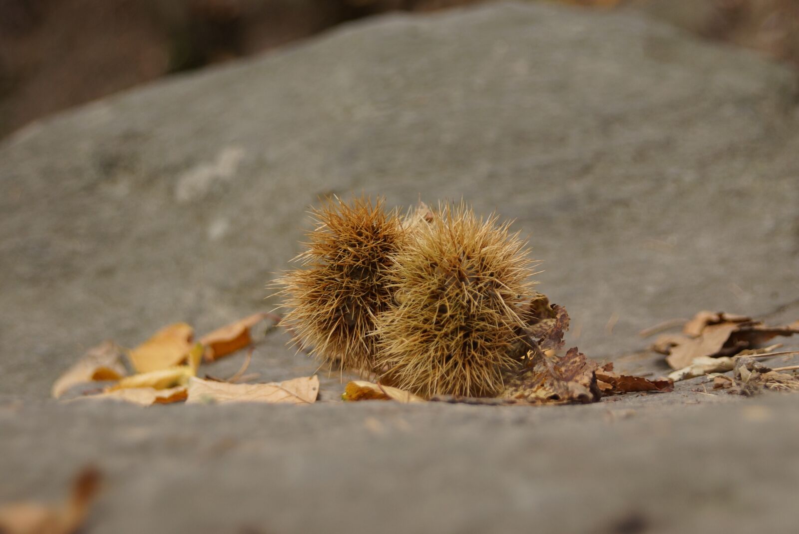 Sony SLT-A65 (SLT-A65V) sample photo. Autumn, chestnut, prickly photography