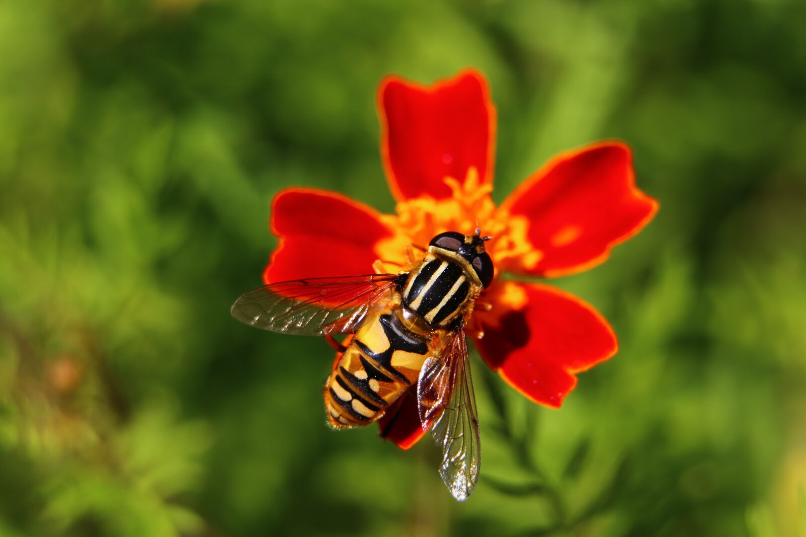 Canon EOS 70D sample photo. Citroenpendel hoverfly, bug, nature photography