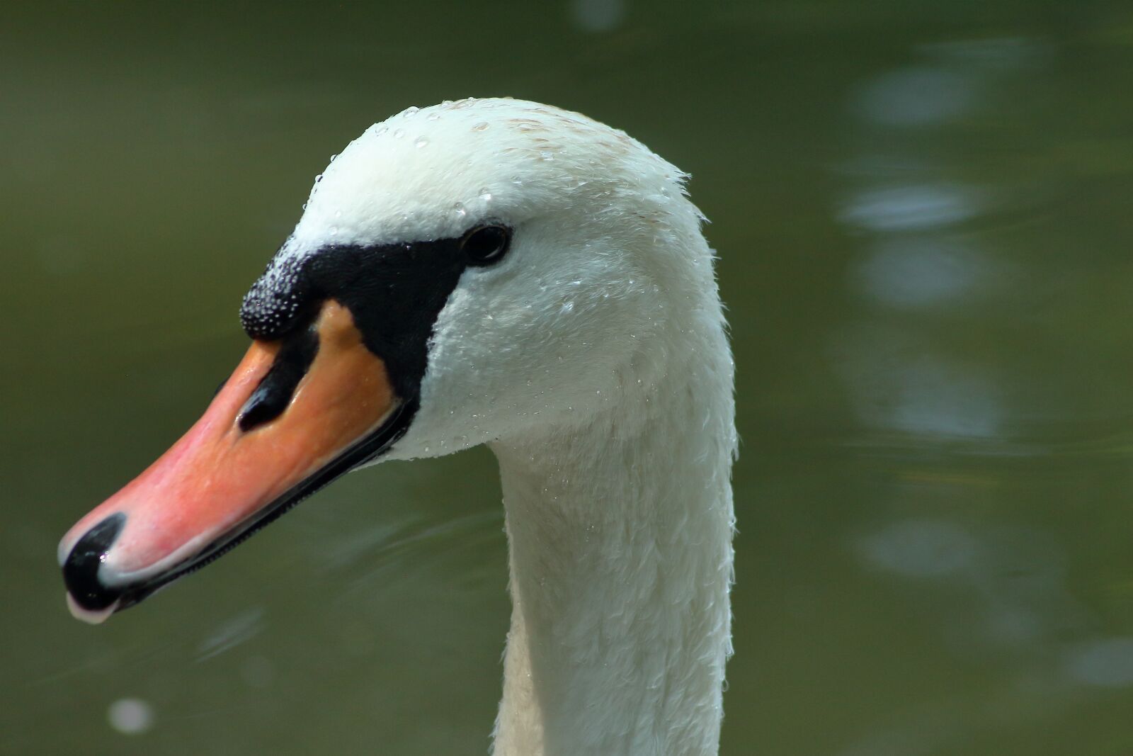 Canon EOS 650D (EOS Rebel T4i / EOS Kiss X6i) sample photo. Swan, bird, white photography