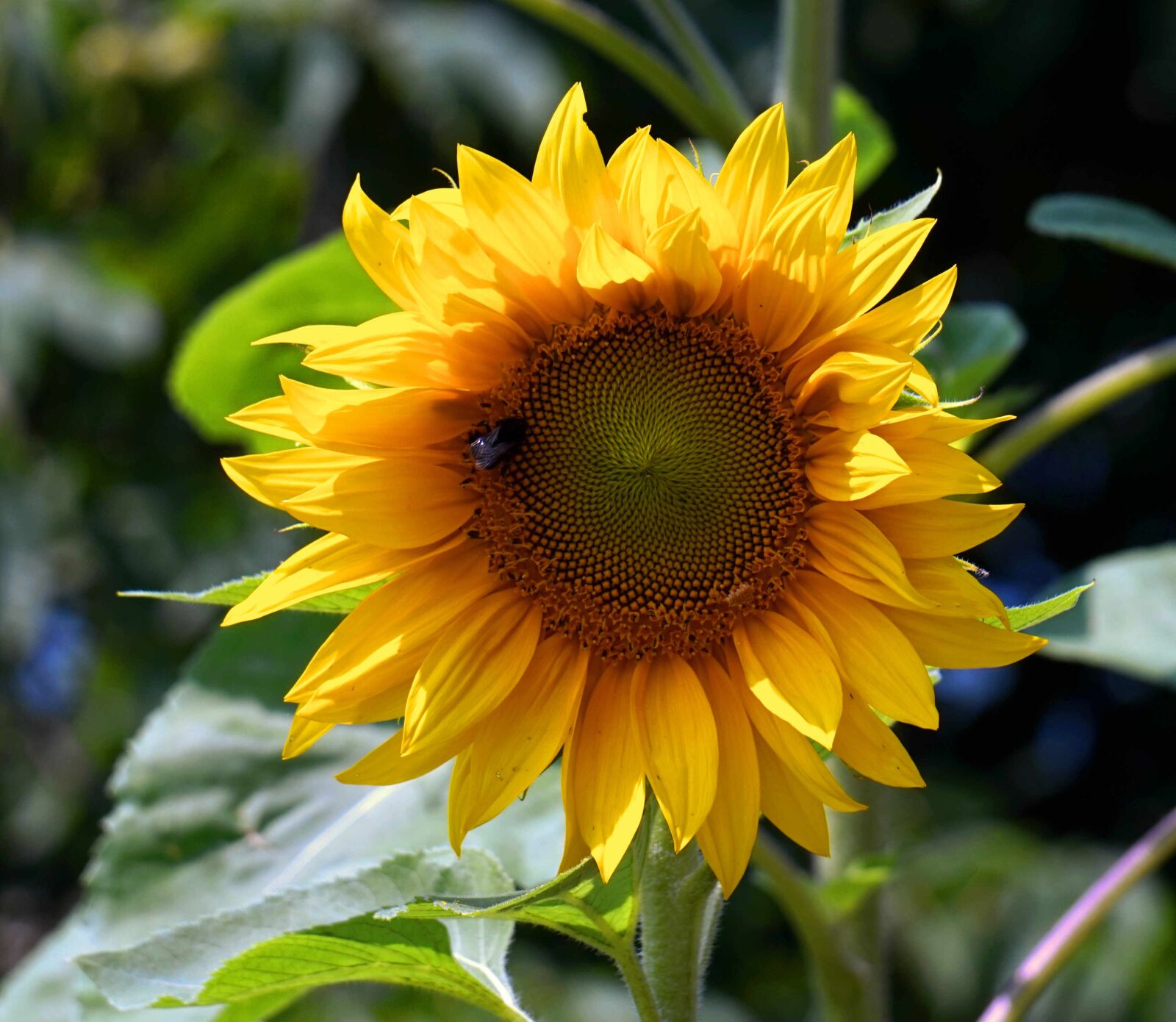Sony Alpha a5000 (ILCE 5000) + Sony E 55-210mm F4.5-6.3 OSS sample photo. Sunflower, blossom, bloom photography