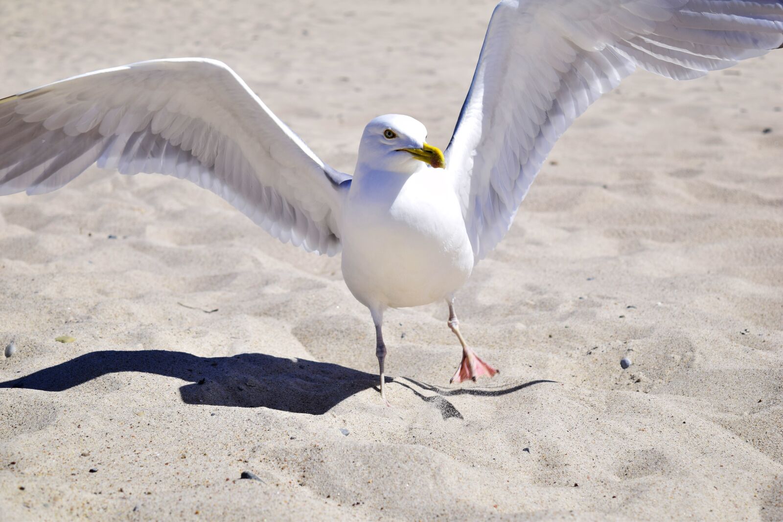 Nikon D5300 sample photo. Seagull, bird, plumage photography