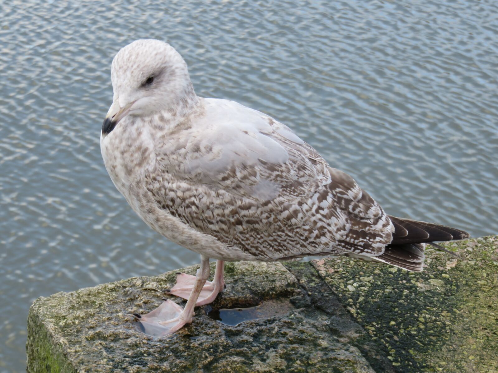 Canon PowerShot SX710 HS sample photo. Seagull, bird, seevogel photography