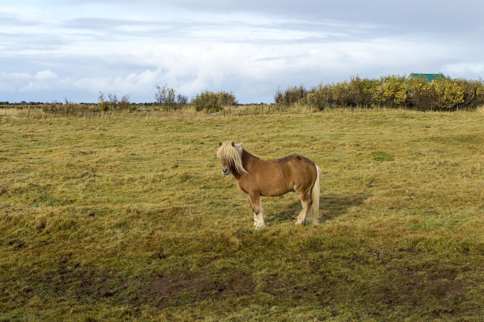 Canon EOS 600D (Rebel EOS T3i / EOS Kiss X5) sample photo. Iceland, horse, the icelandic photography