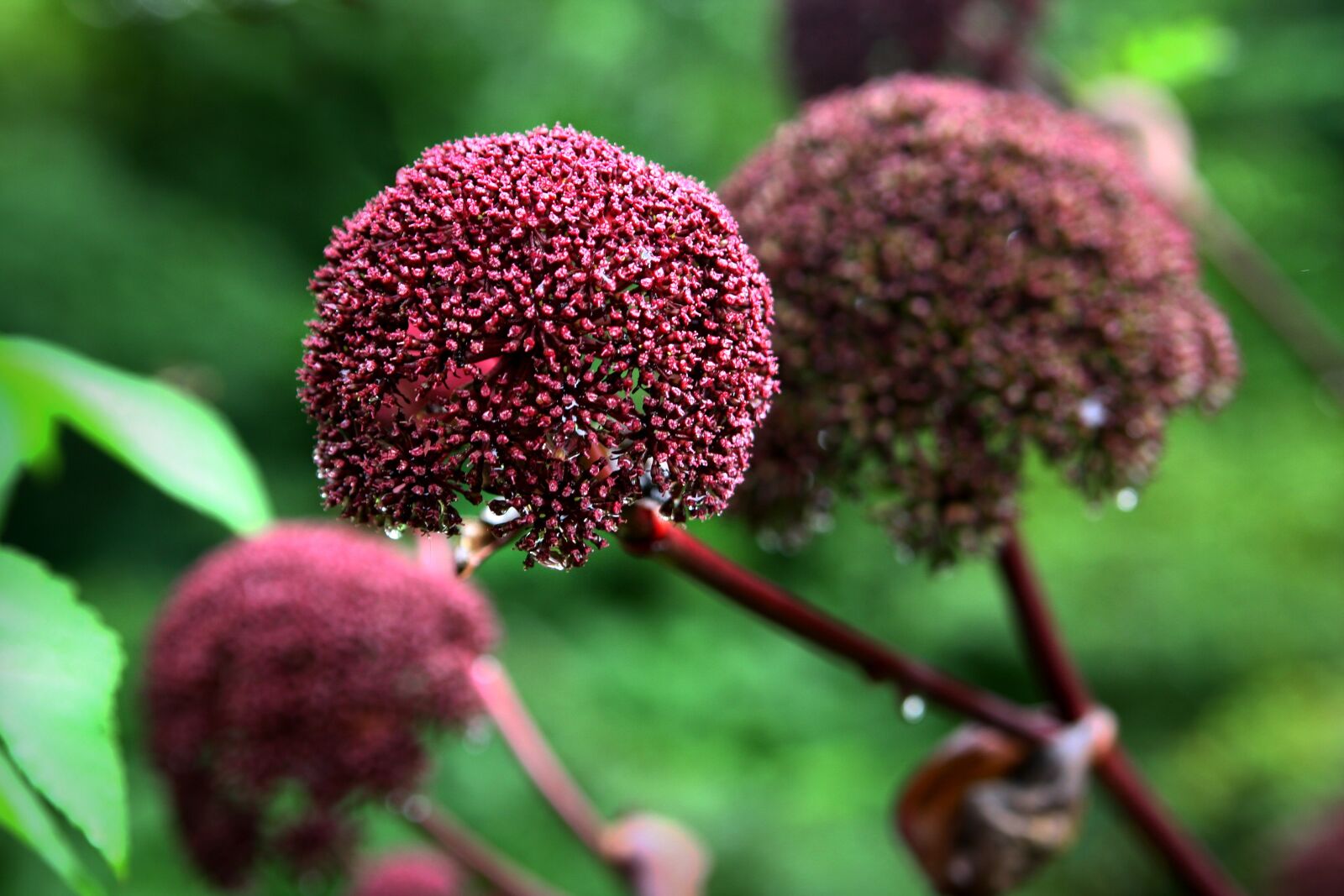 Canon EOS 40D sample photo. Flowers, nature, plants photography