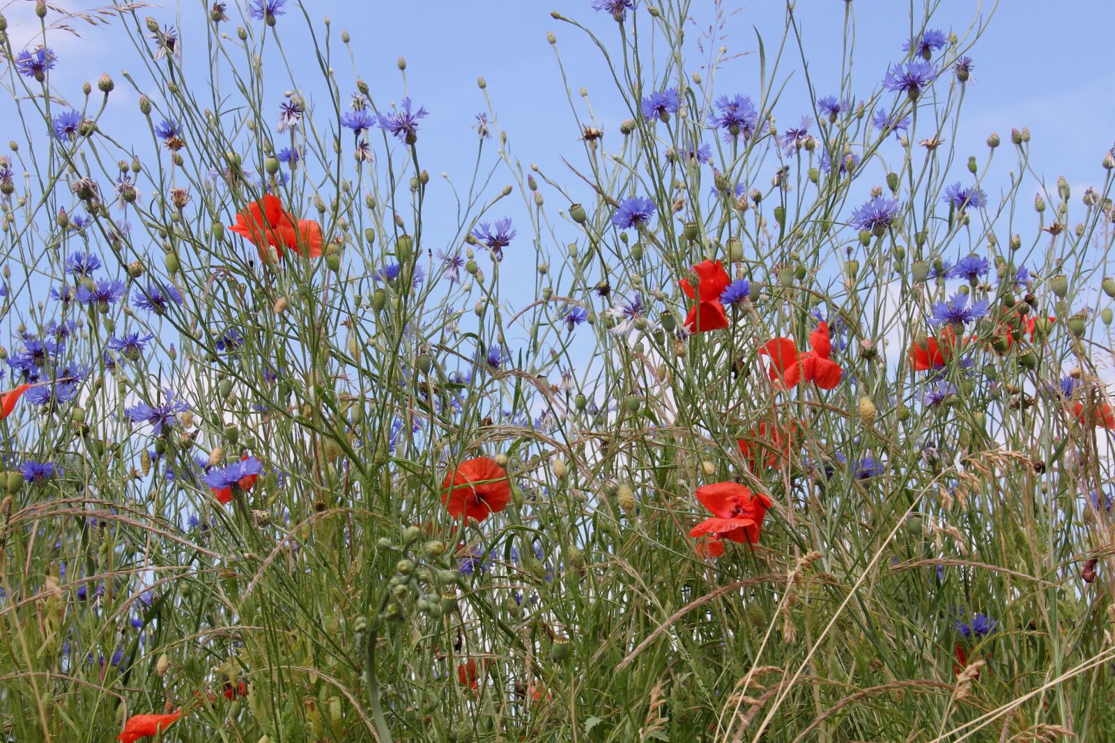Canon EOS 60D sample photo. Flowers, meadow, wildflowers photography