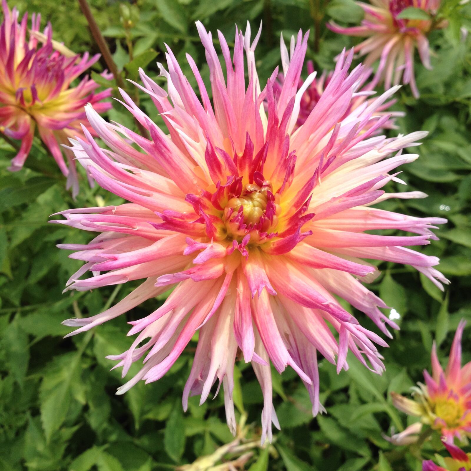 Apple iPhone 4S sample photo. Flowers, plant, botany photography