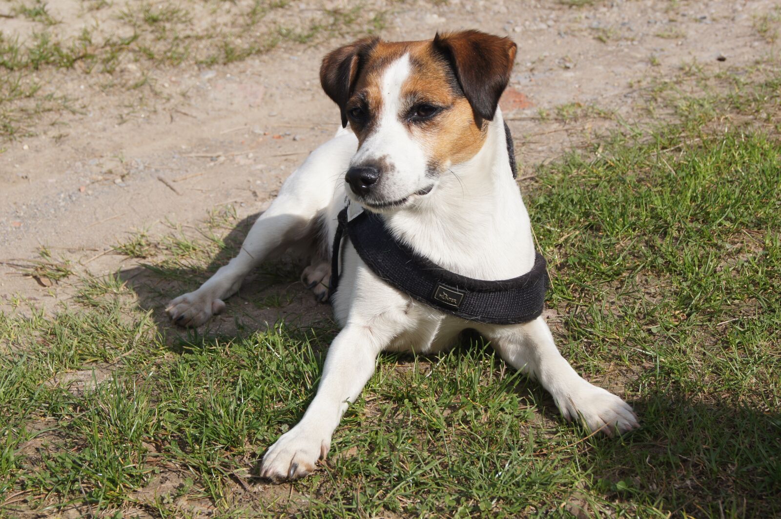 Sony SLT-A55 (SLT-A55V) sample photo. Animal, dog, cute photography