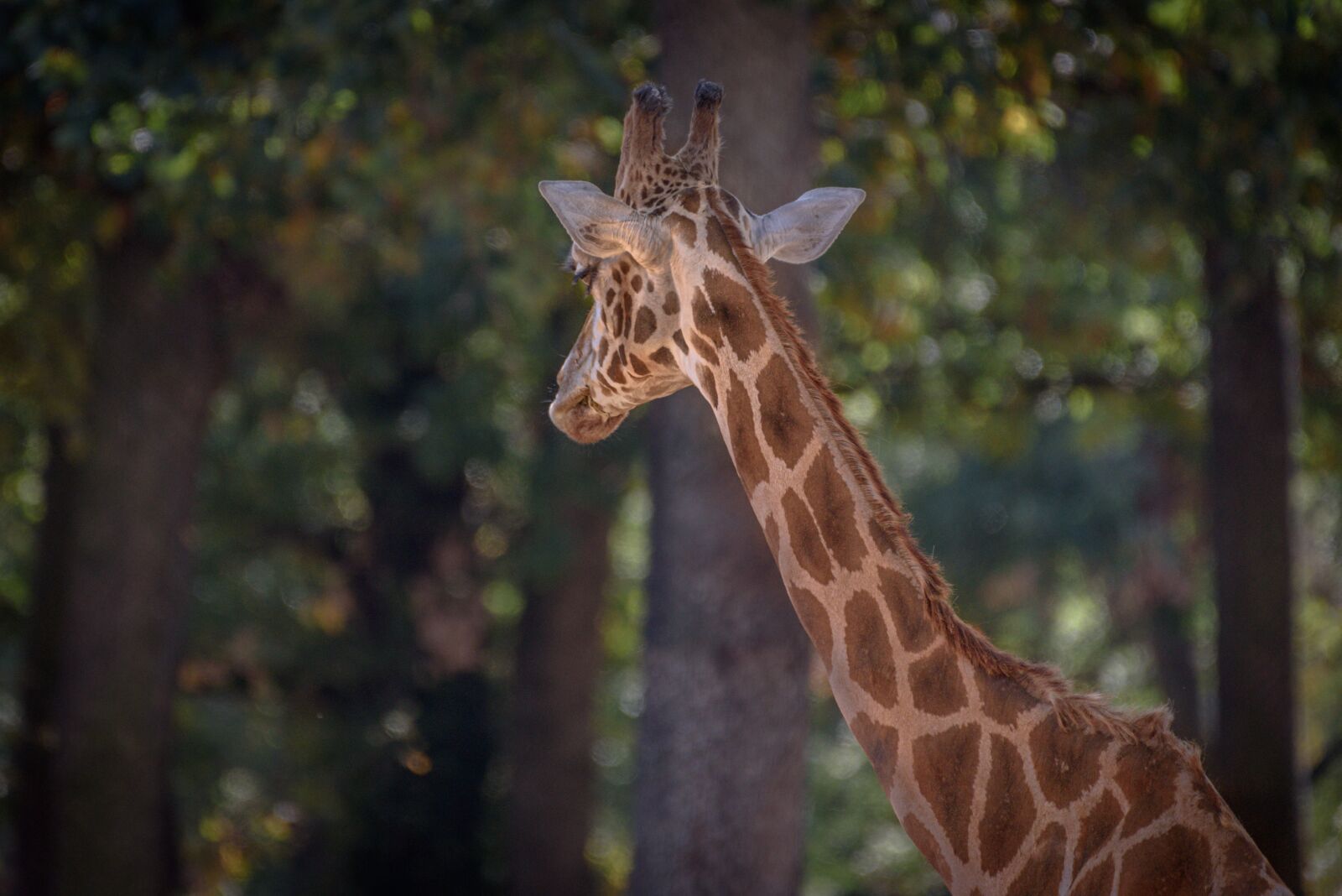 Nikon D750 sample photo. Giraffe, africa, safari photography