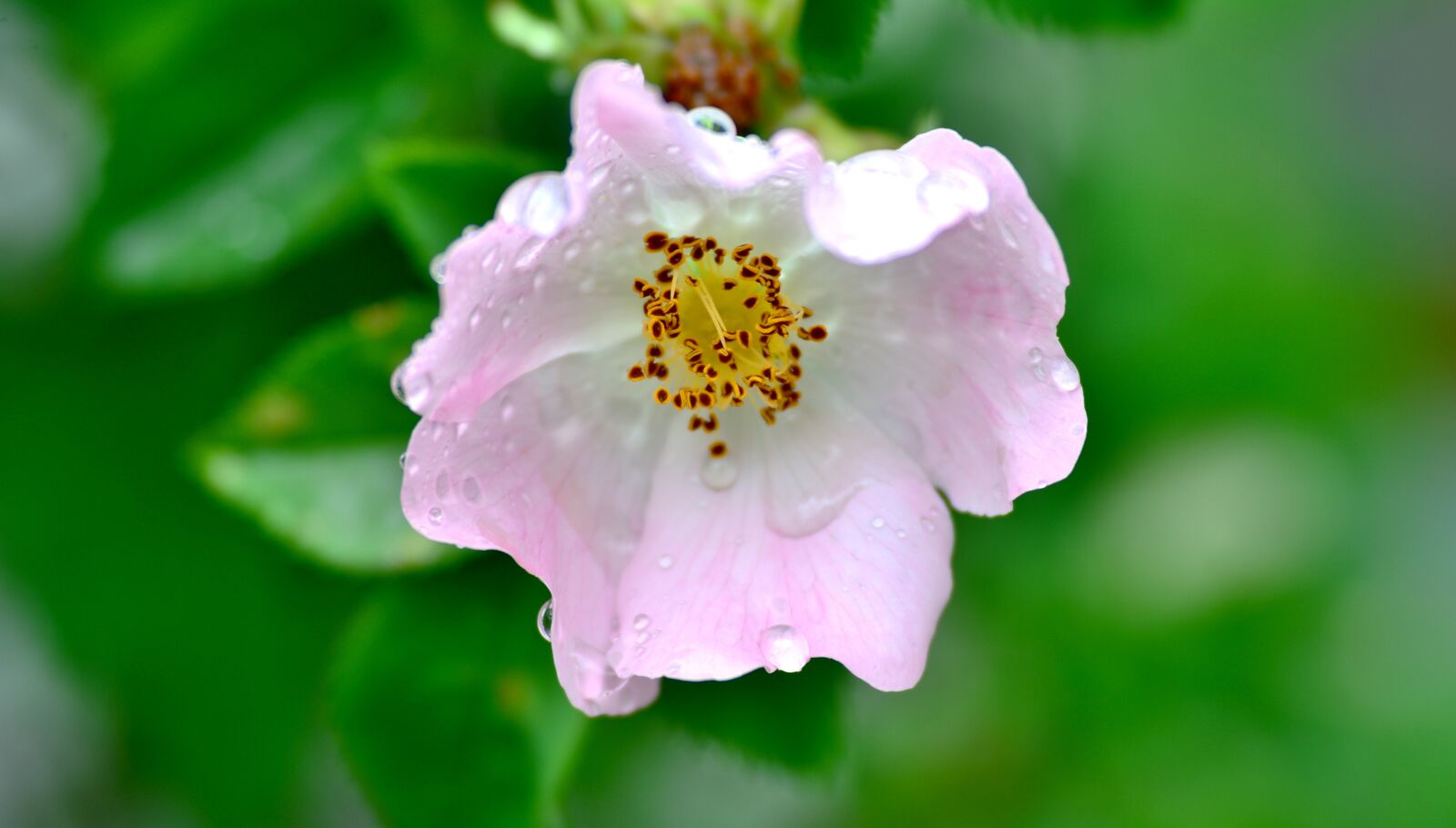Nikon D600 sample photo. Bottelroos, rose, pink photography