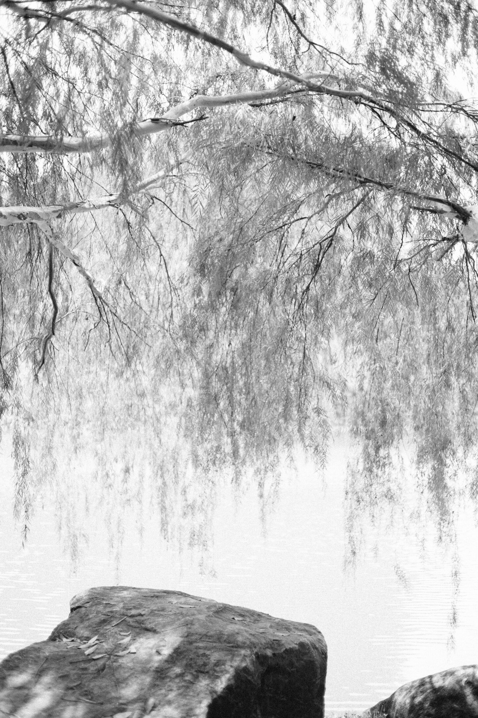 Nikon D3 sample photo. Tree, lake, garden photography