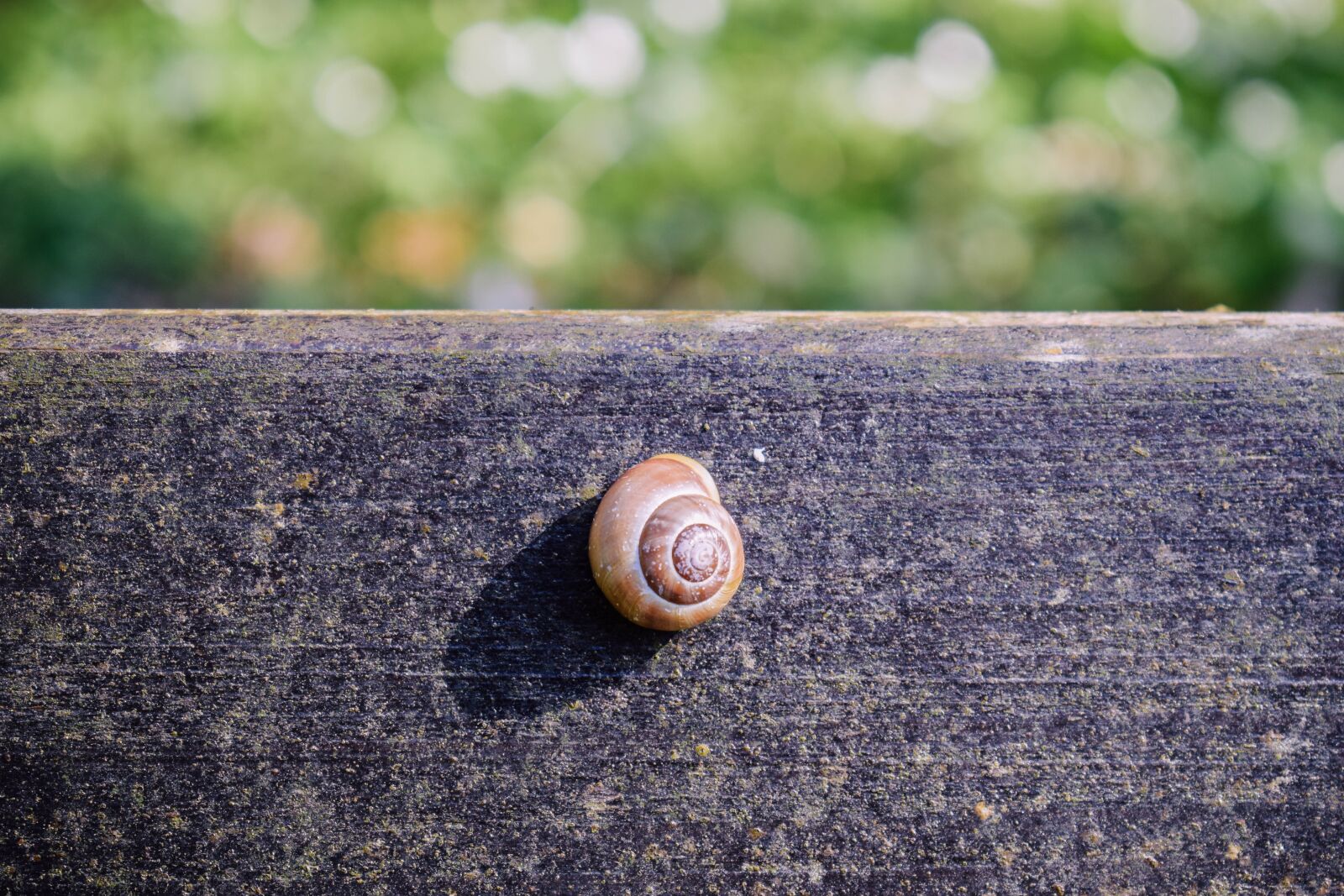 Nikon D5300 sample photo. Snail, tape worm, shell photography