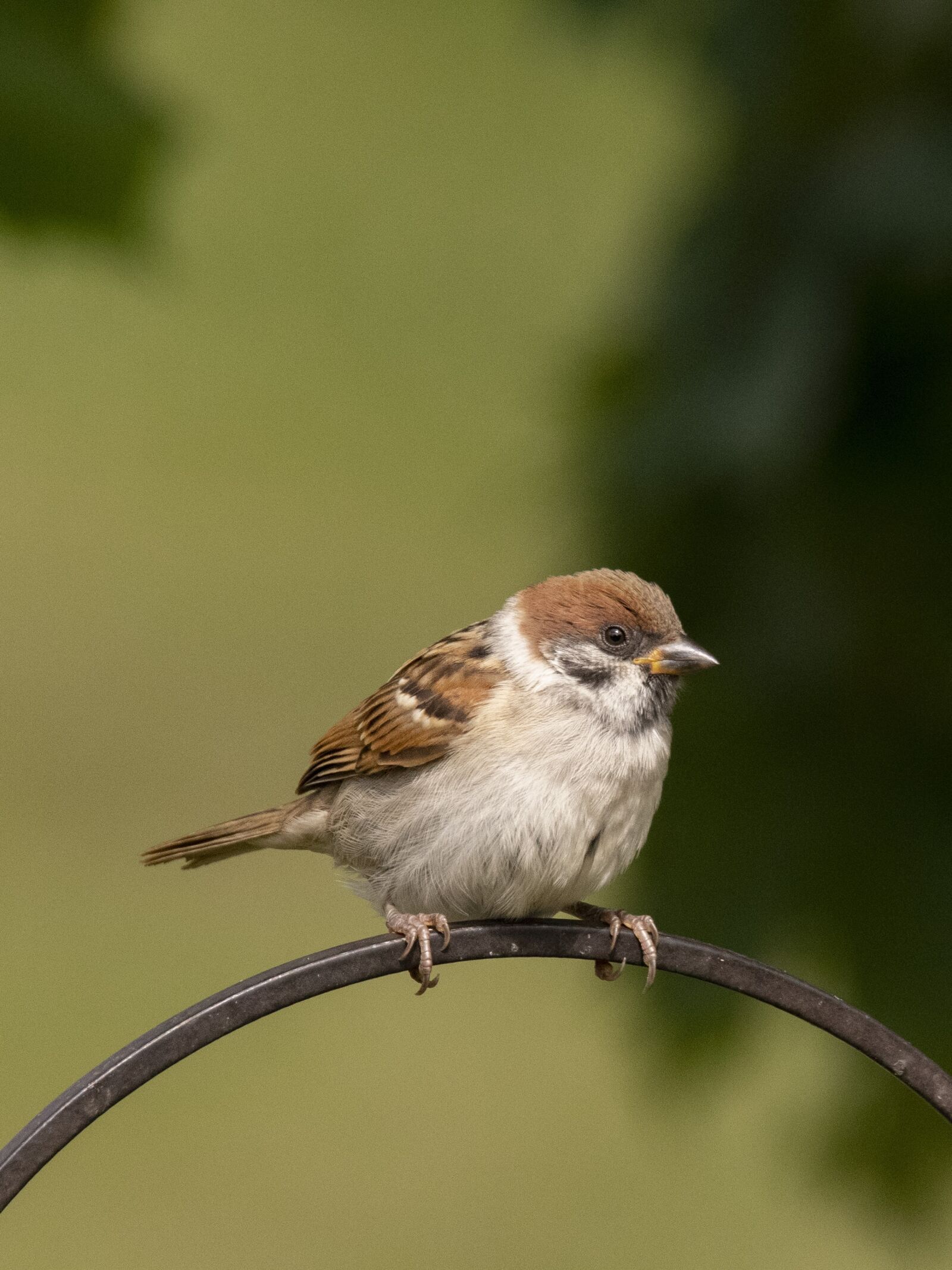 Nikon D500 sample photo. Sparrow, bird, nature photography