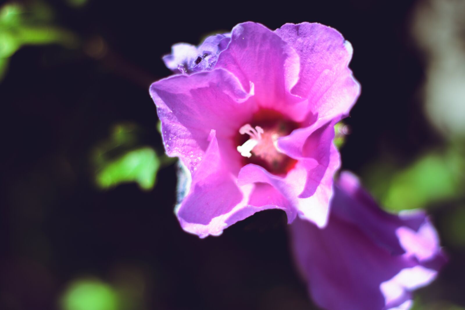 Nikon D5600 sample photo. Purple flower, bloom, petals photography