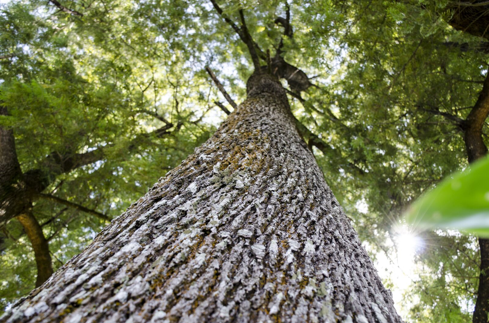 Nikon D7000 sample photo. Nature, trunk, branches photography