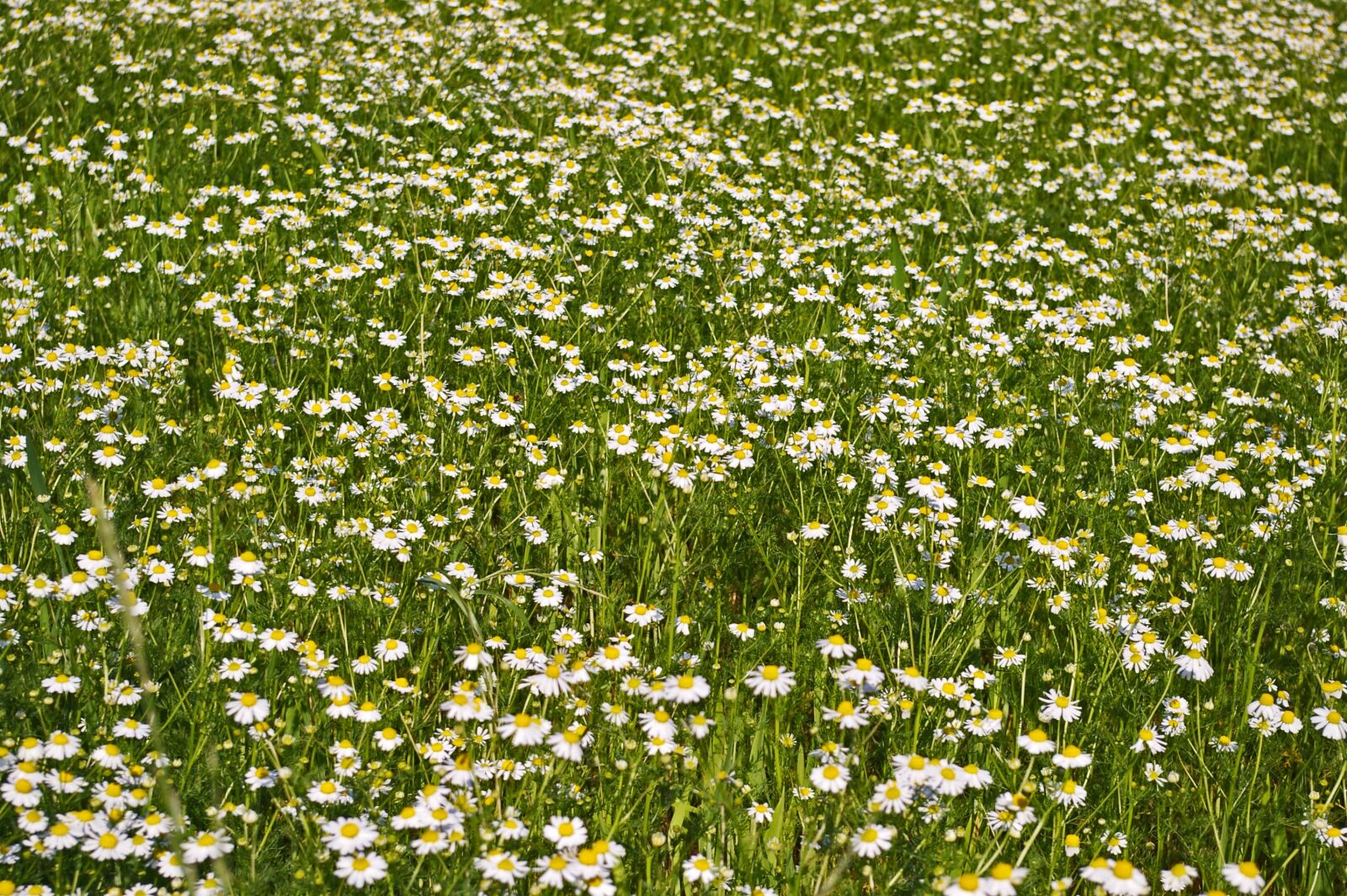Pentax *ist DL2 sample photo. Chamomile, chamomile blossoms, medicinal photography