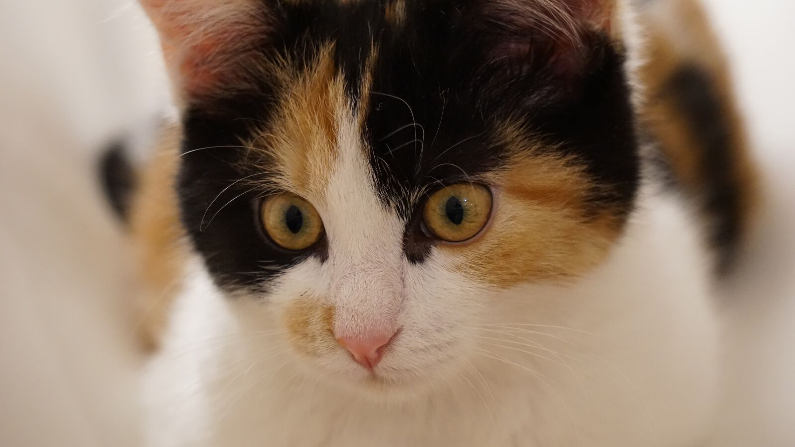 Sony a5100 sample photo. Cat, kitten, cat baby photography