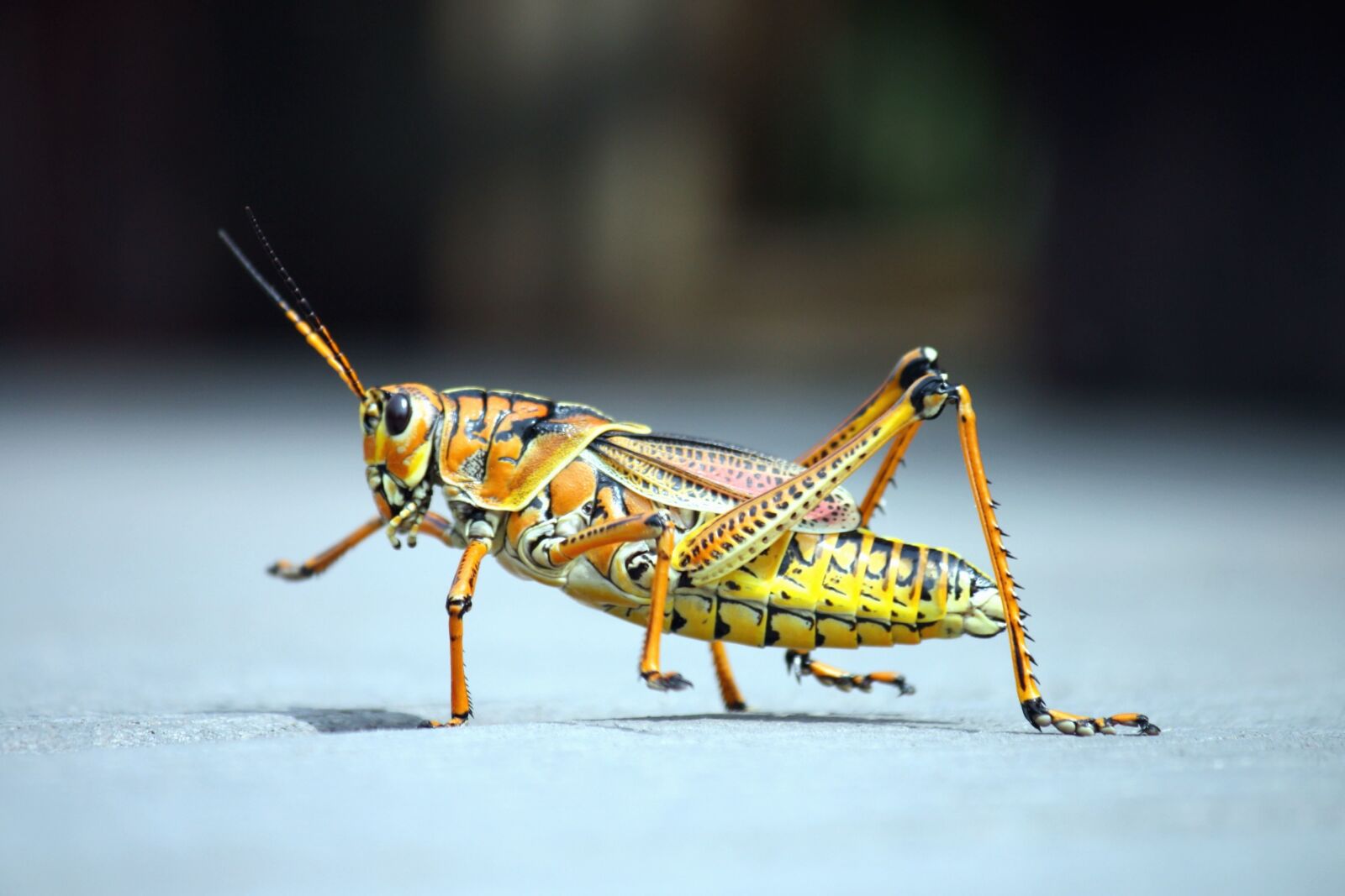 Canon EOS 450D (EOS Rebel XSi / EOS Kiss X2) sample photo. Grasshopper, insect, animal photography