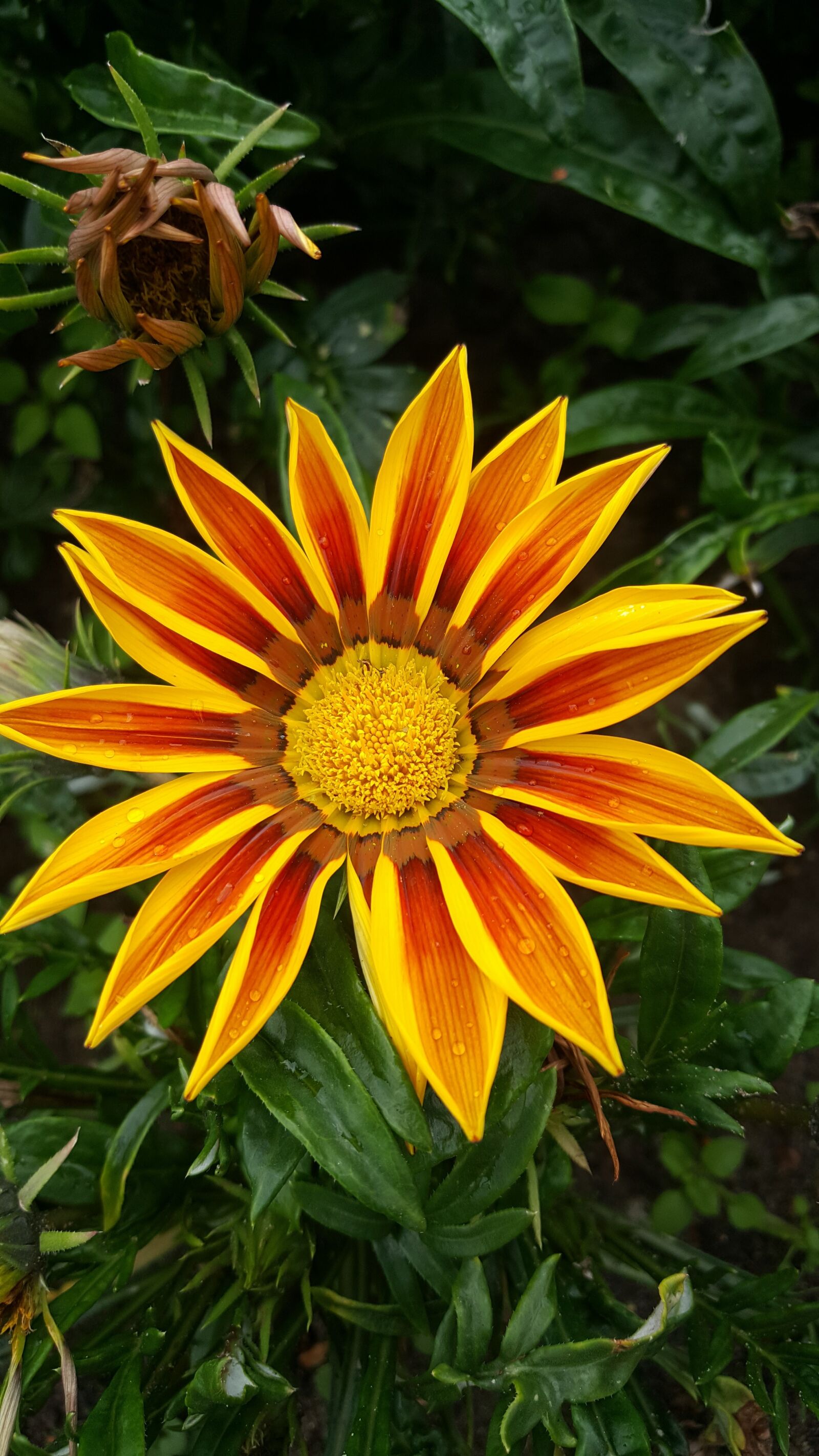 Samsung Galaxy S6 sample photo. Flower, nature, flora photography
