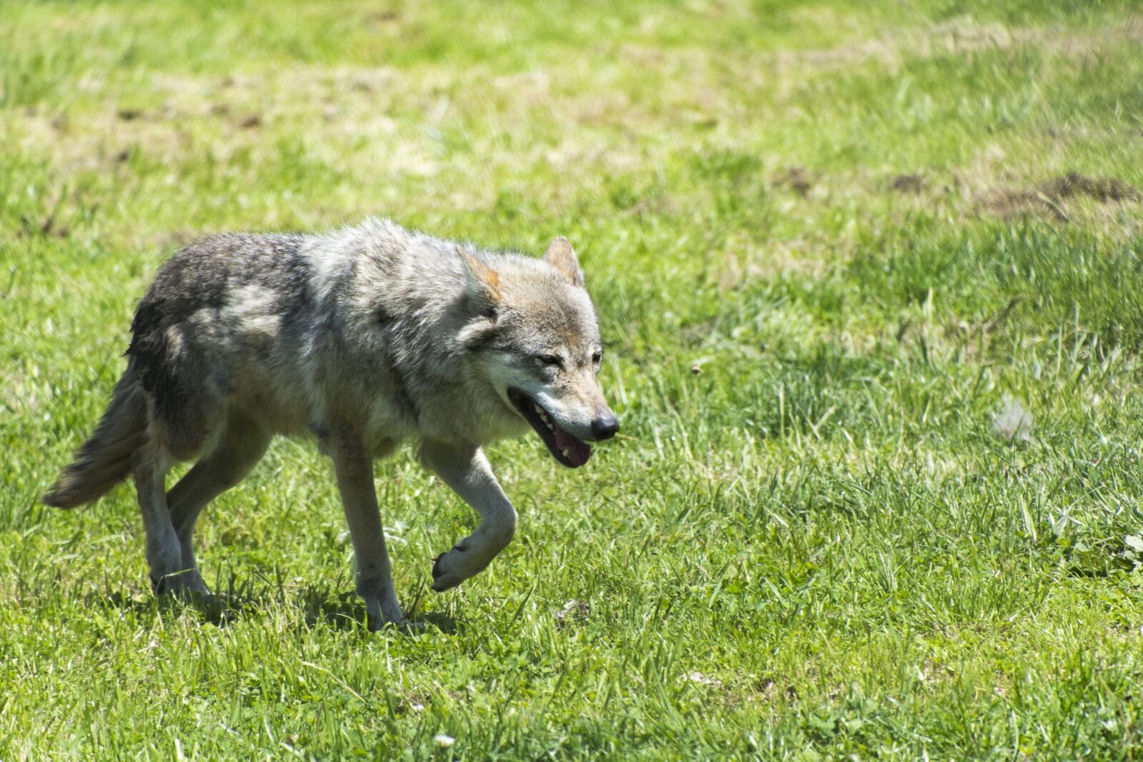 Nikon D7100 sample photo. Beast, wolf, predator photography