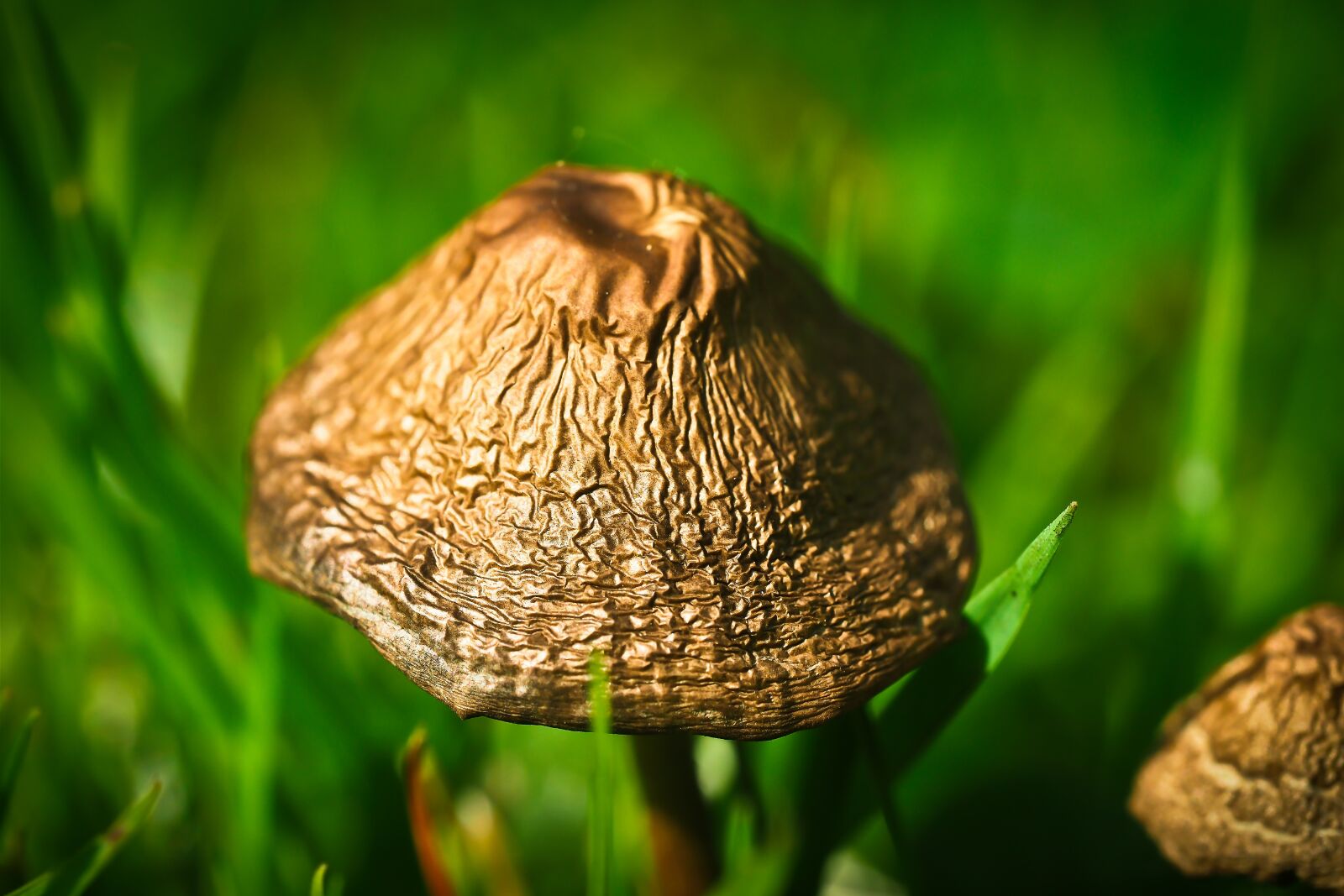 Olympus OM-D E-M10 sample photo. Meadow mushroom, mushroom, mushroom photography