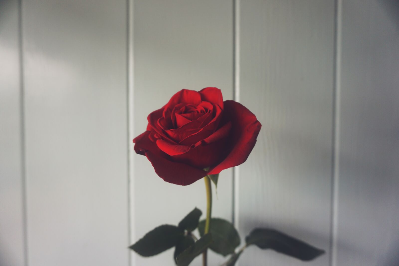 Sony a6000 sample photo. Rose, love, red photography