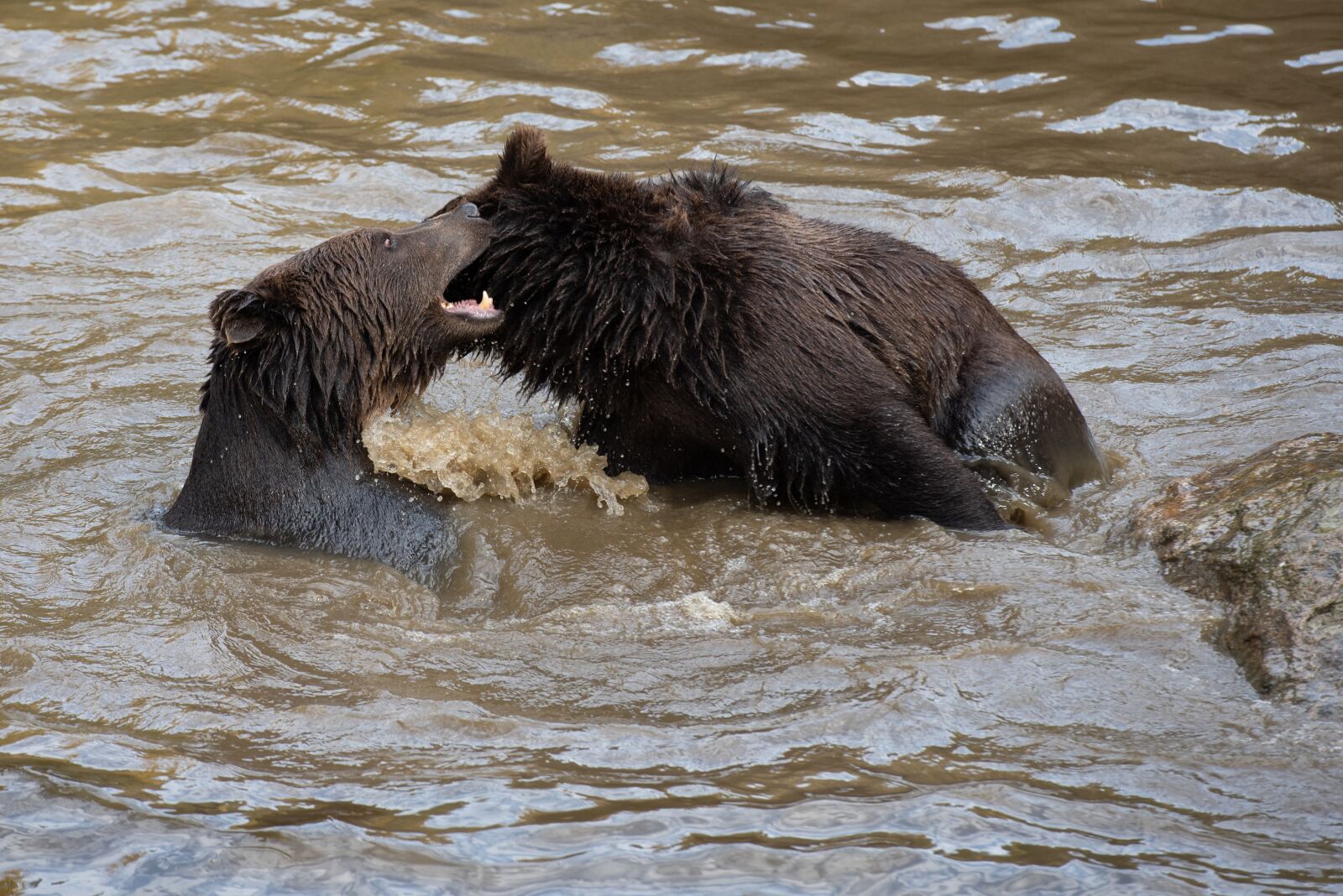 Nikon D750 sample photo. Bears, brown bear, teddy photography