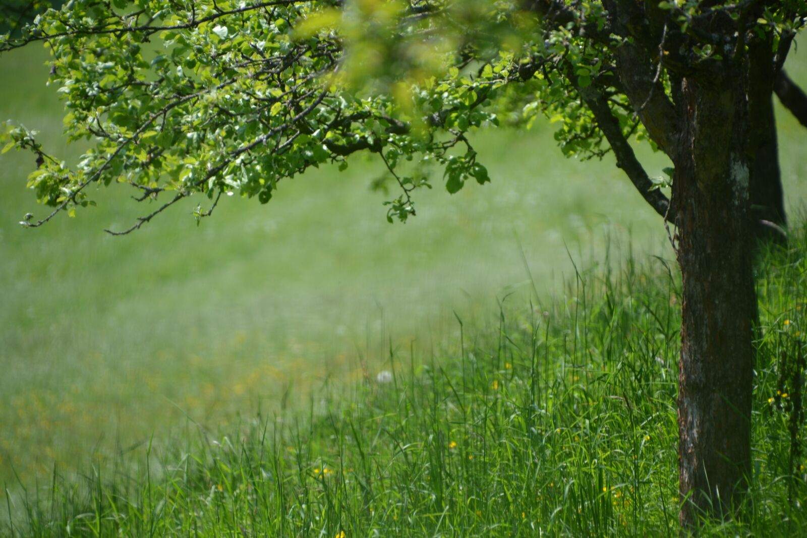 Nikon D3100 sample photo. Tree, meadow, landscape photography