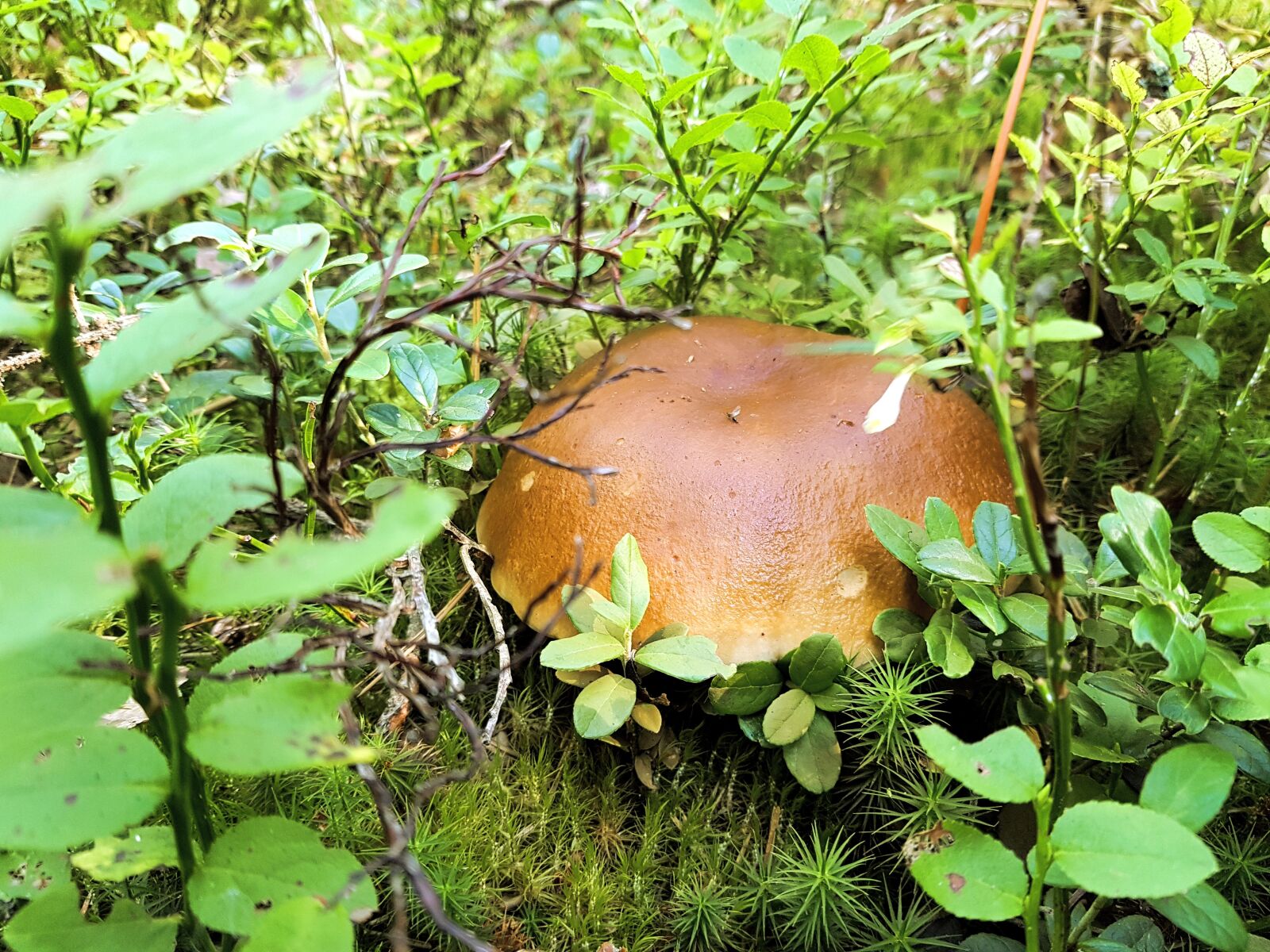 Samsung SM-G930F sample photo. Mushroom, forest, velikodvor'ye photography